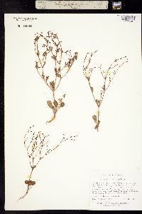 Eriogonum visheri image