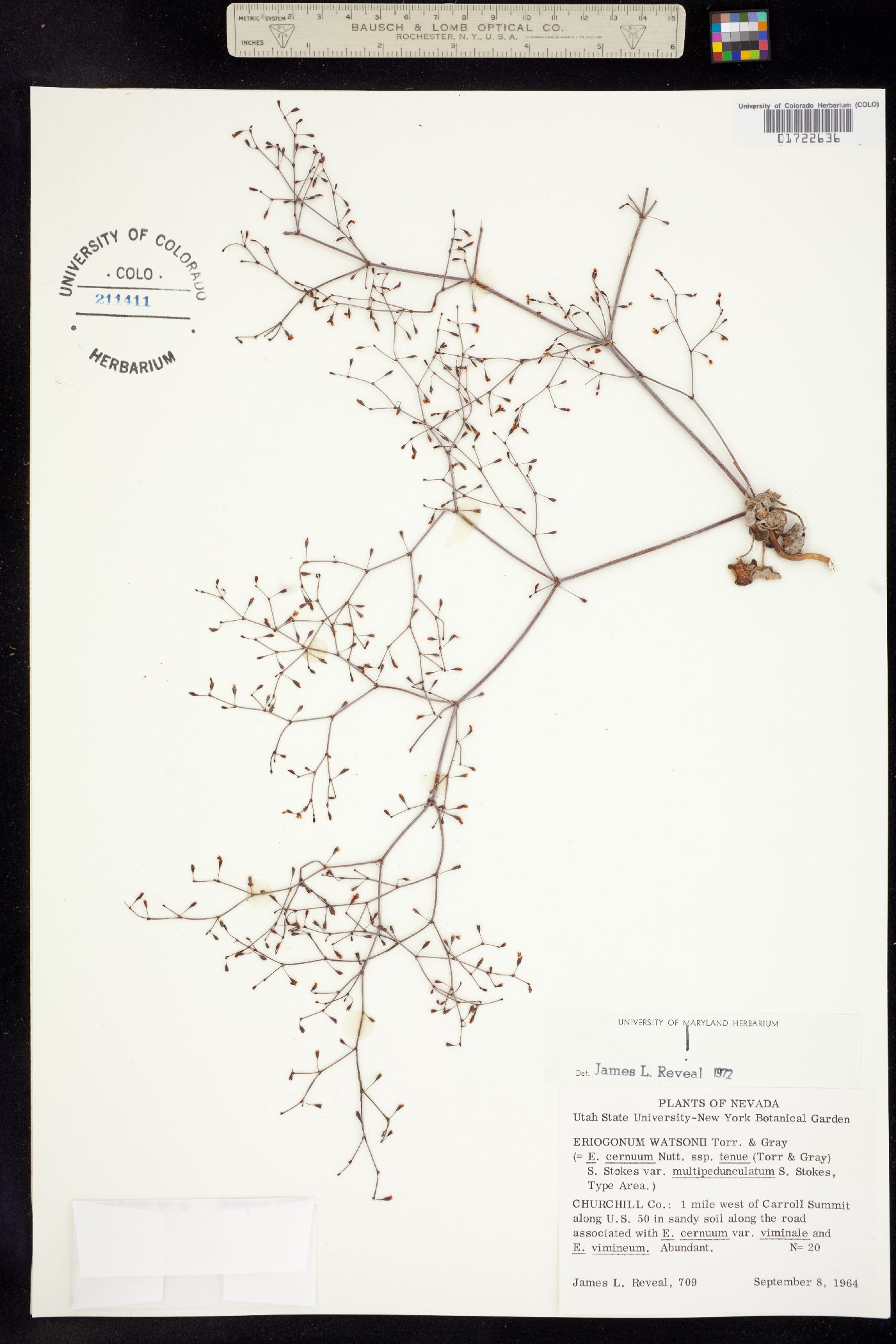 Eriogonum watsonii image