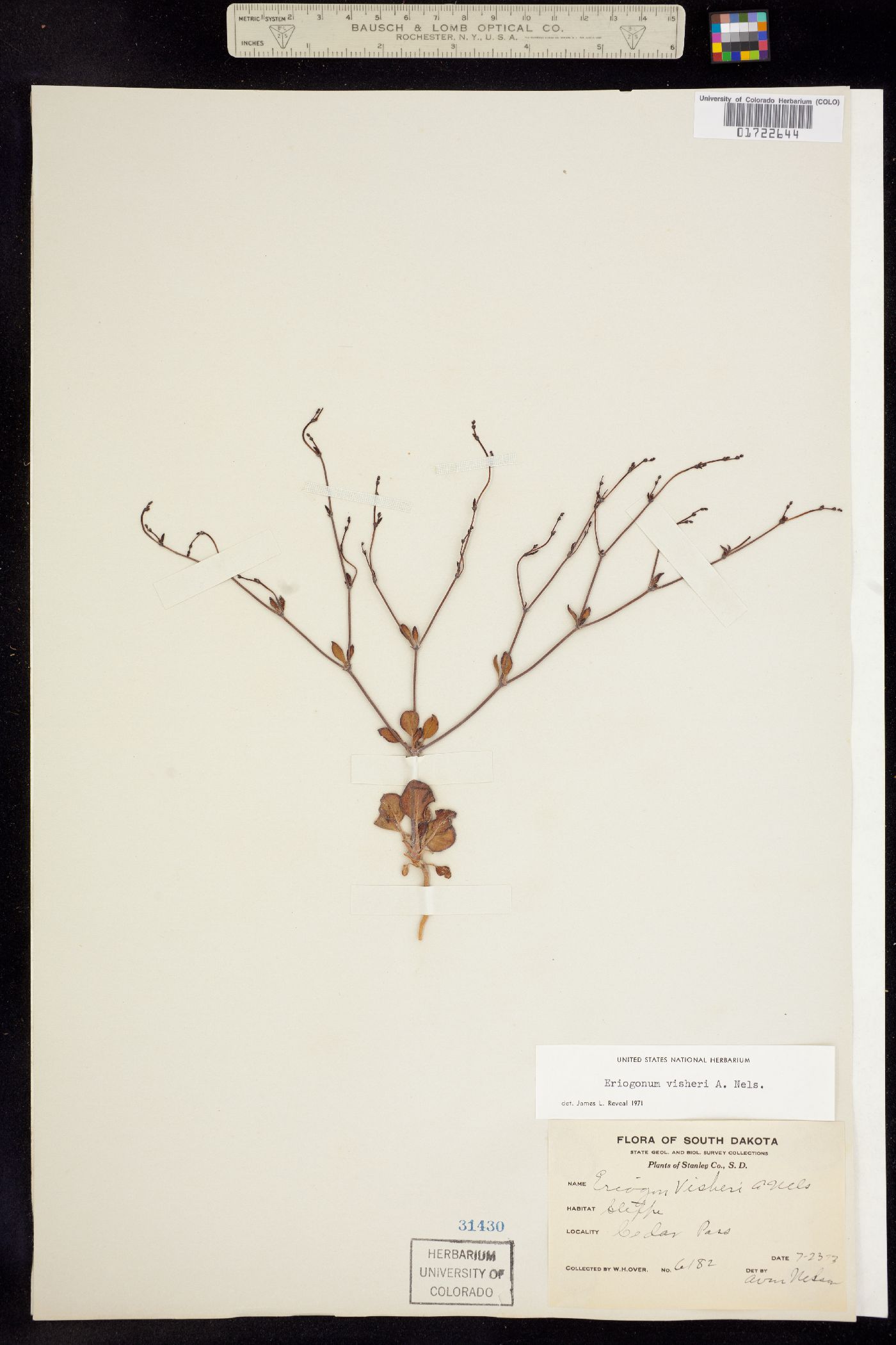 Eriogonum visheri image