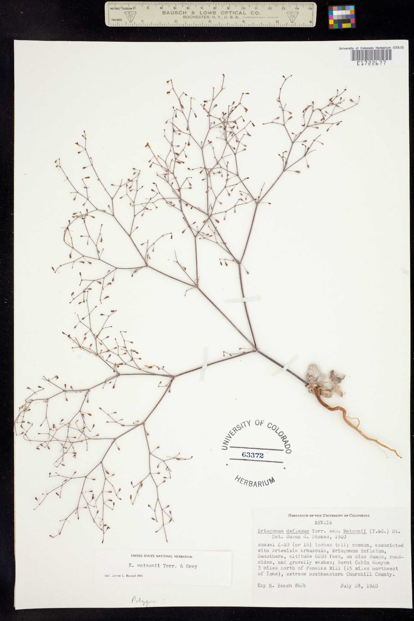 Eriogonum watsonii image