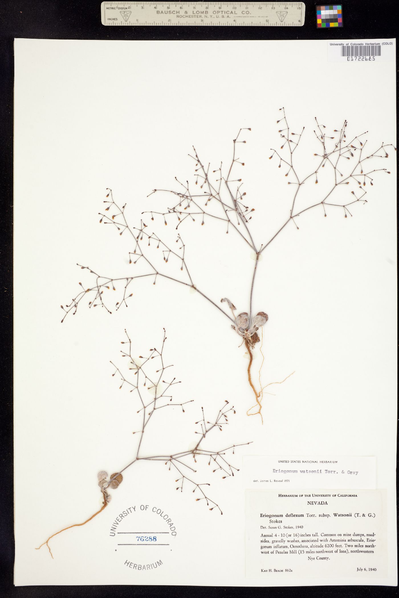 Eriogonum watsonii image