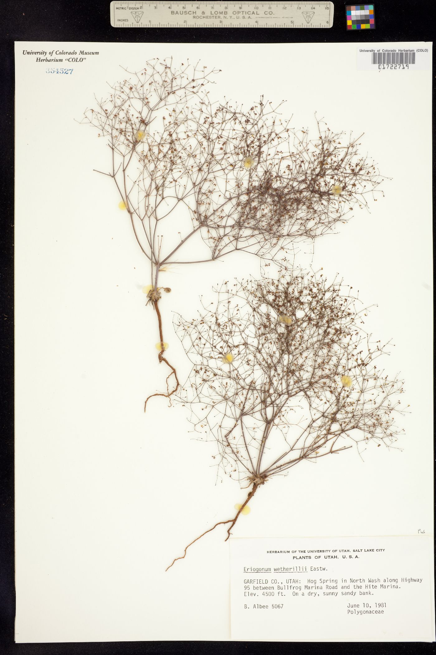 Eriogonum wetherillii image