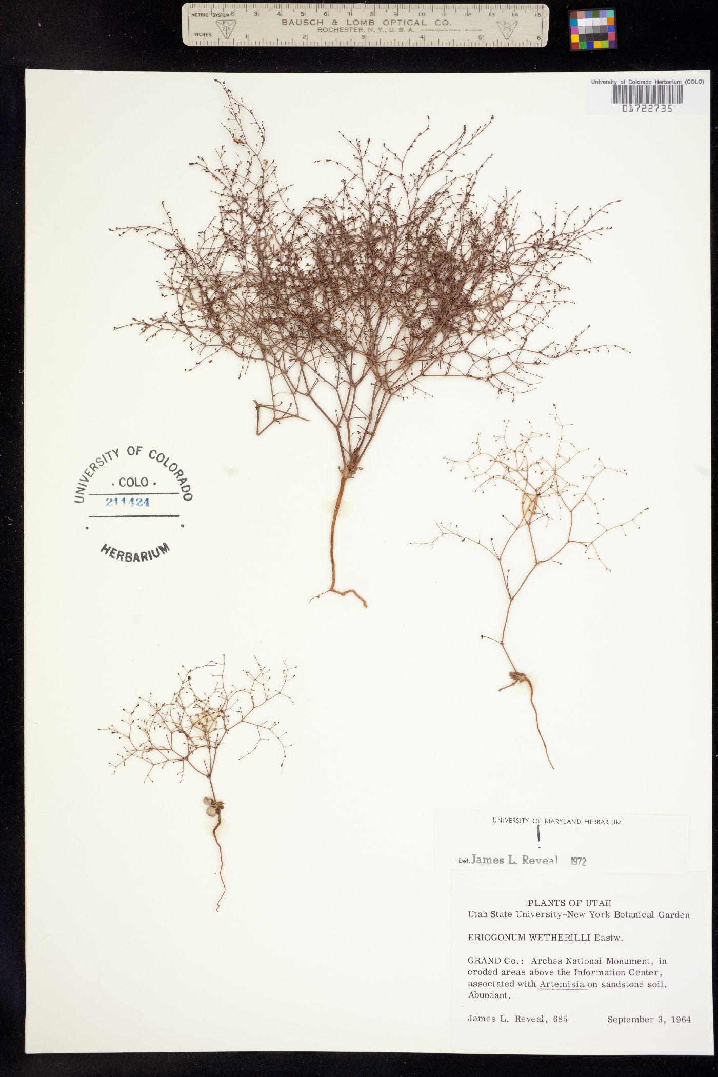 Eriogonum wetherillii image