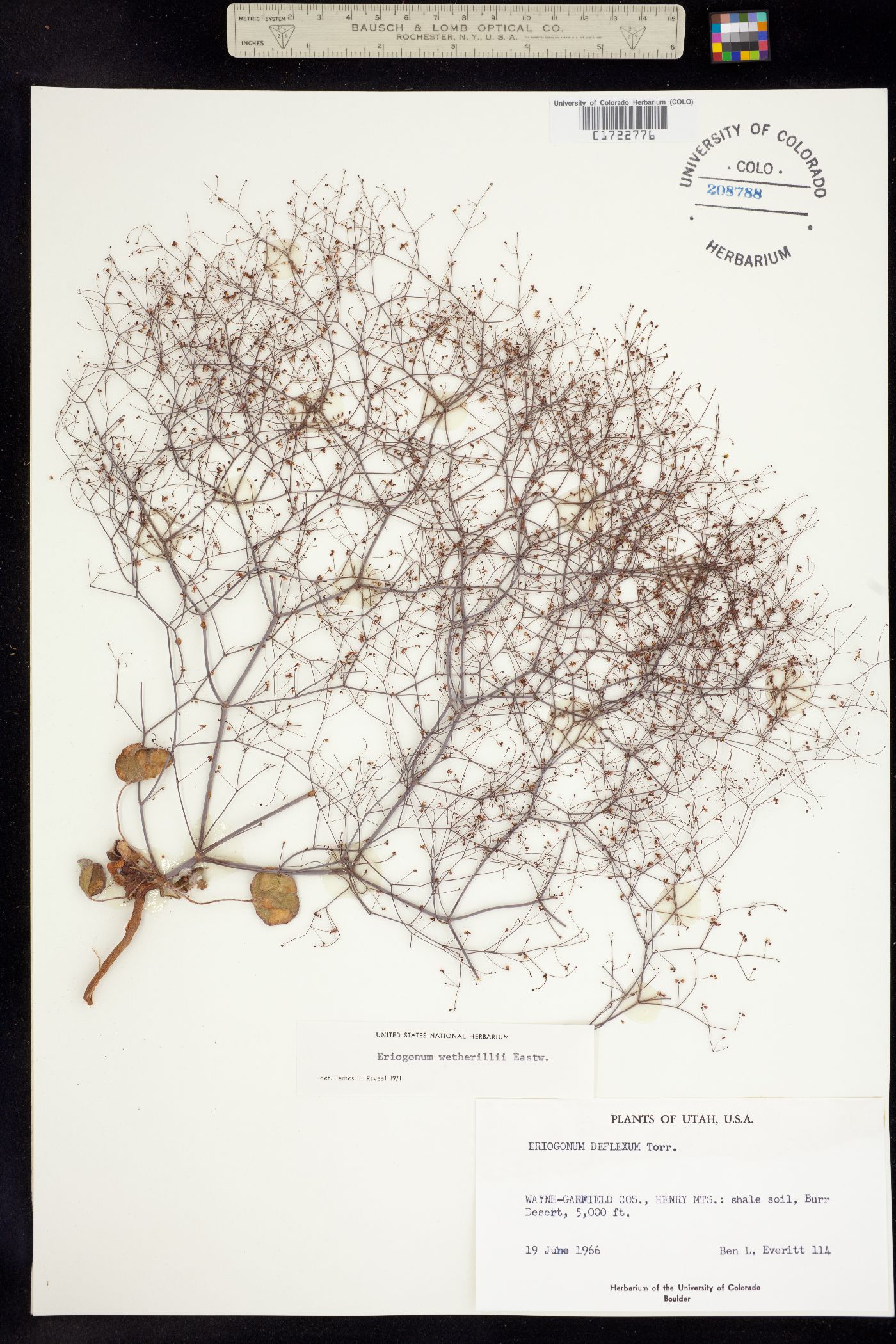 Eriogonum wetherillii image