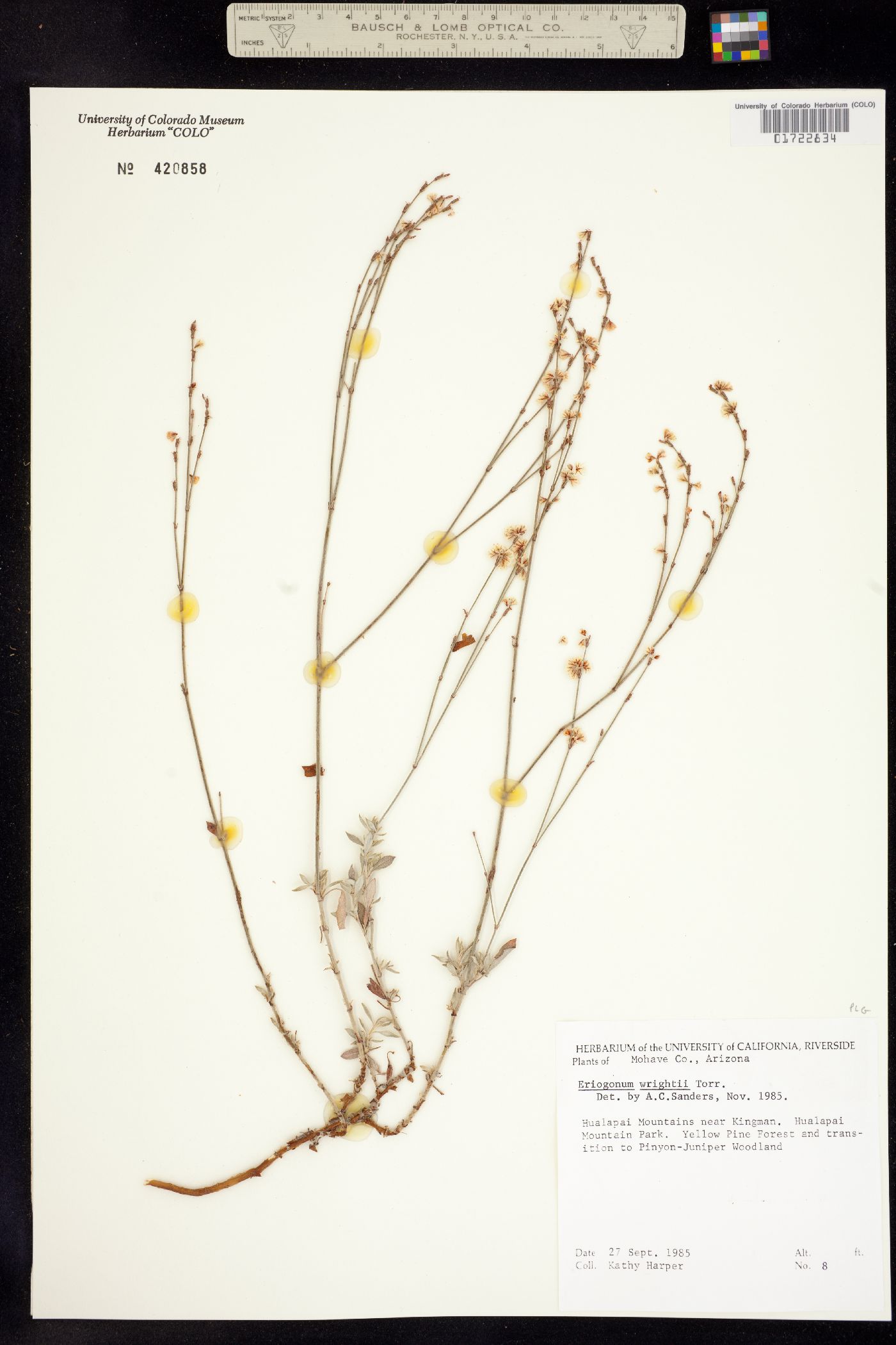 Eriogonum wrightii image