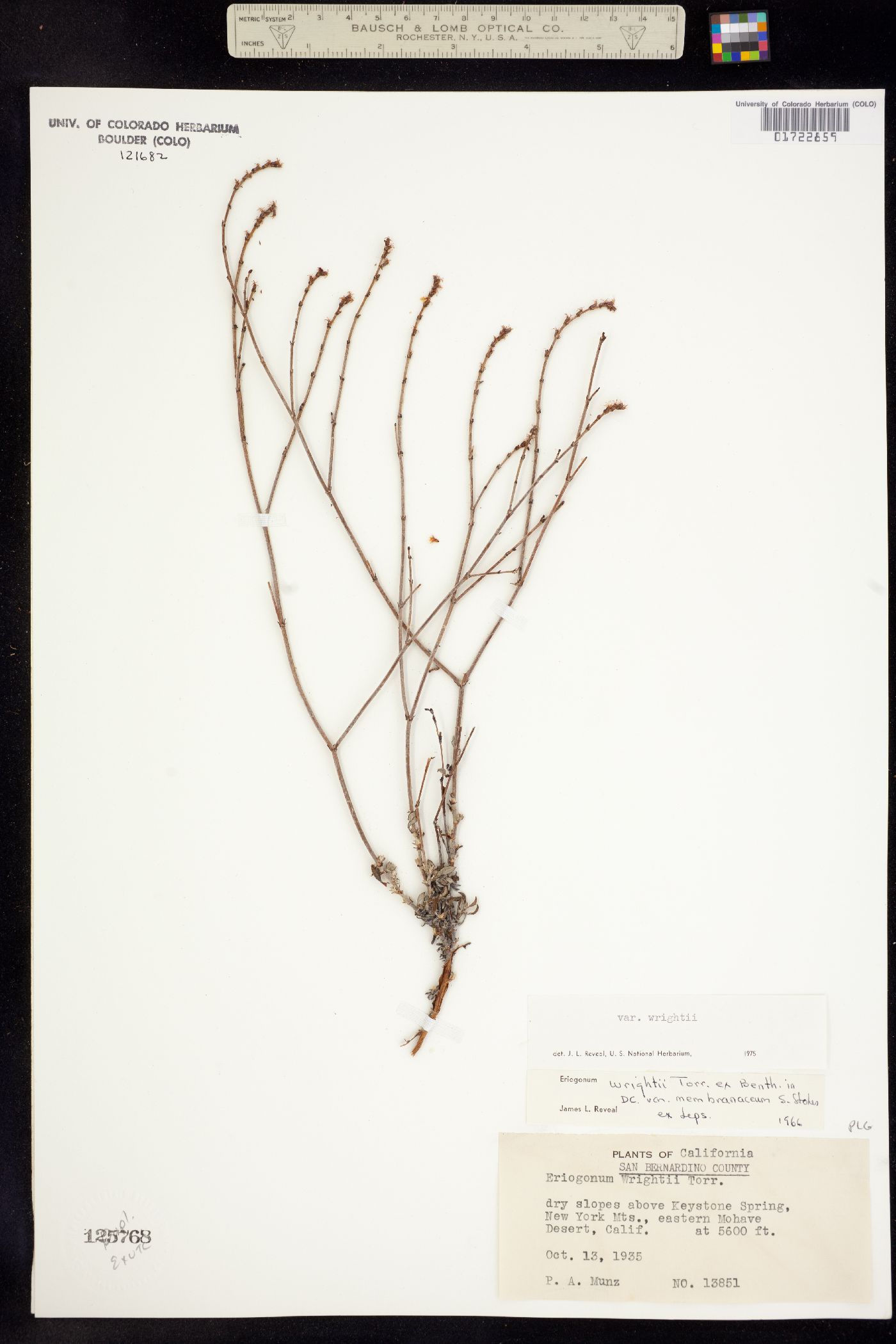 Eriogonum wrightii image