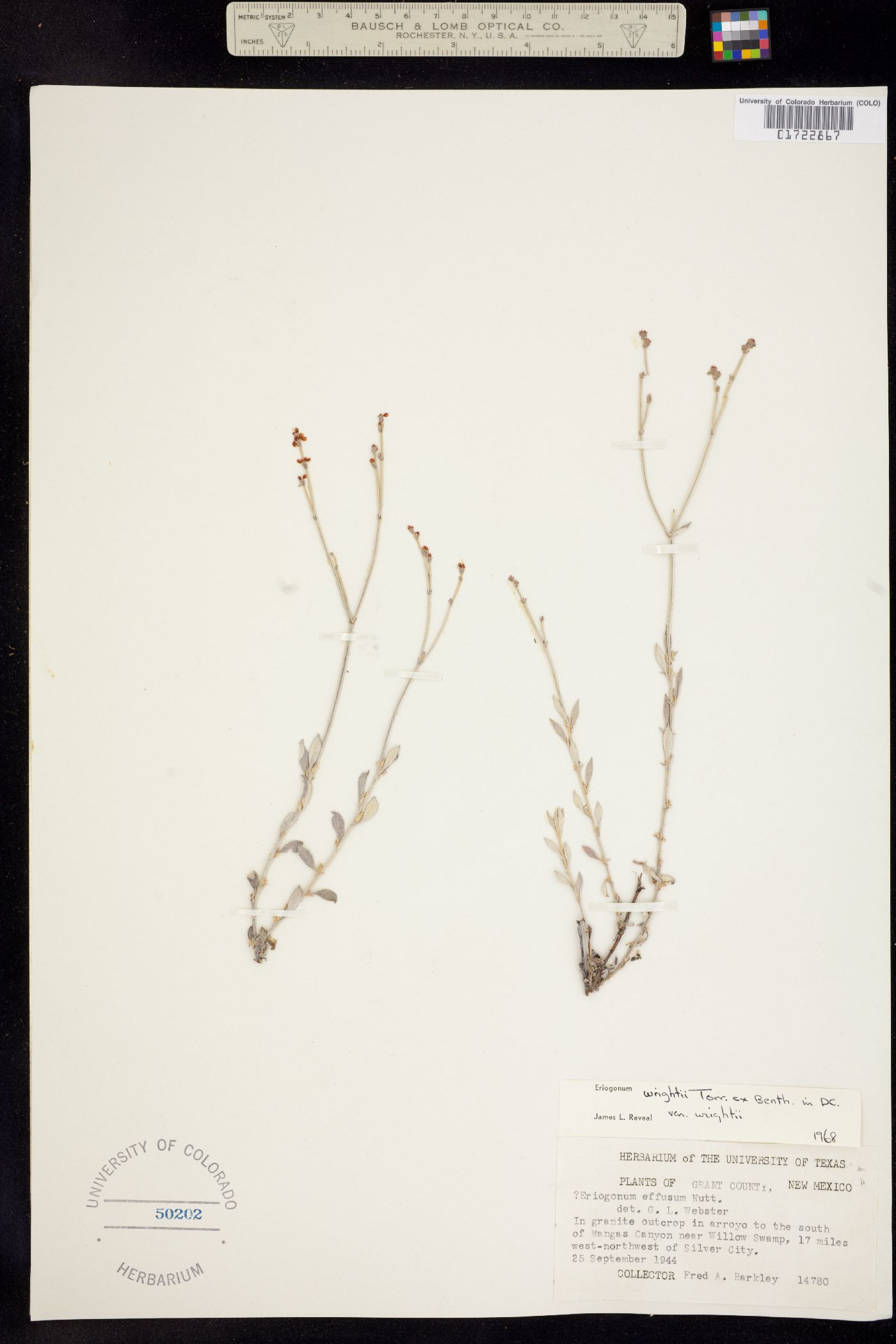 Eriogonum wrightii var. wrightii image