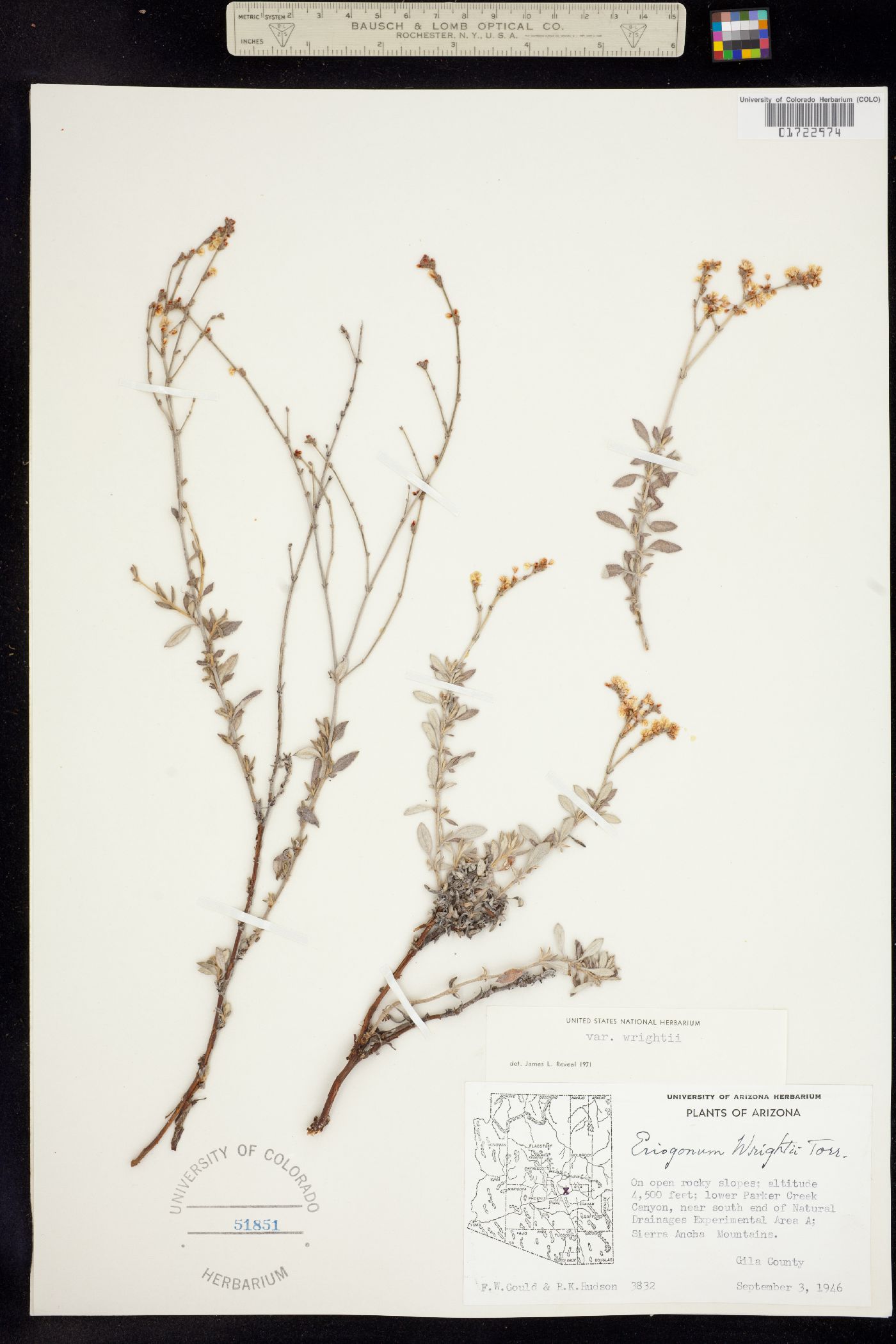 Eriogonum wrightii var. wrightii image