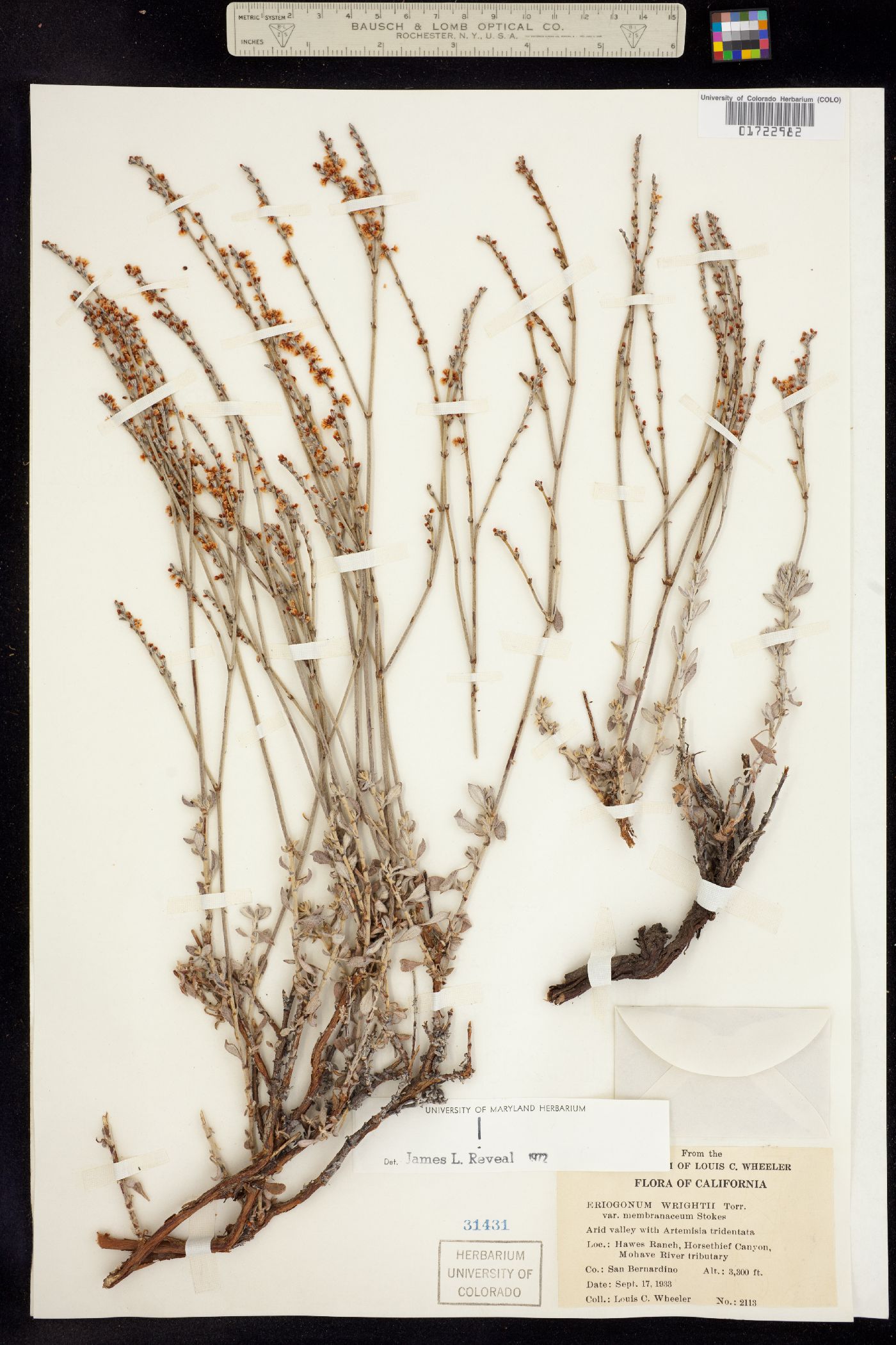 Eriogonum wrightii image
