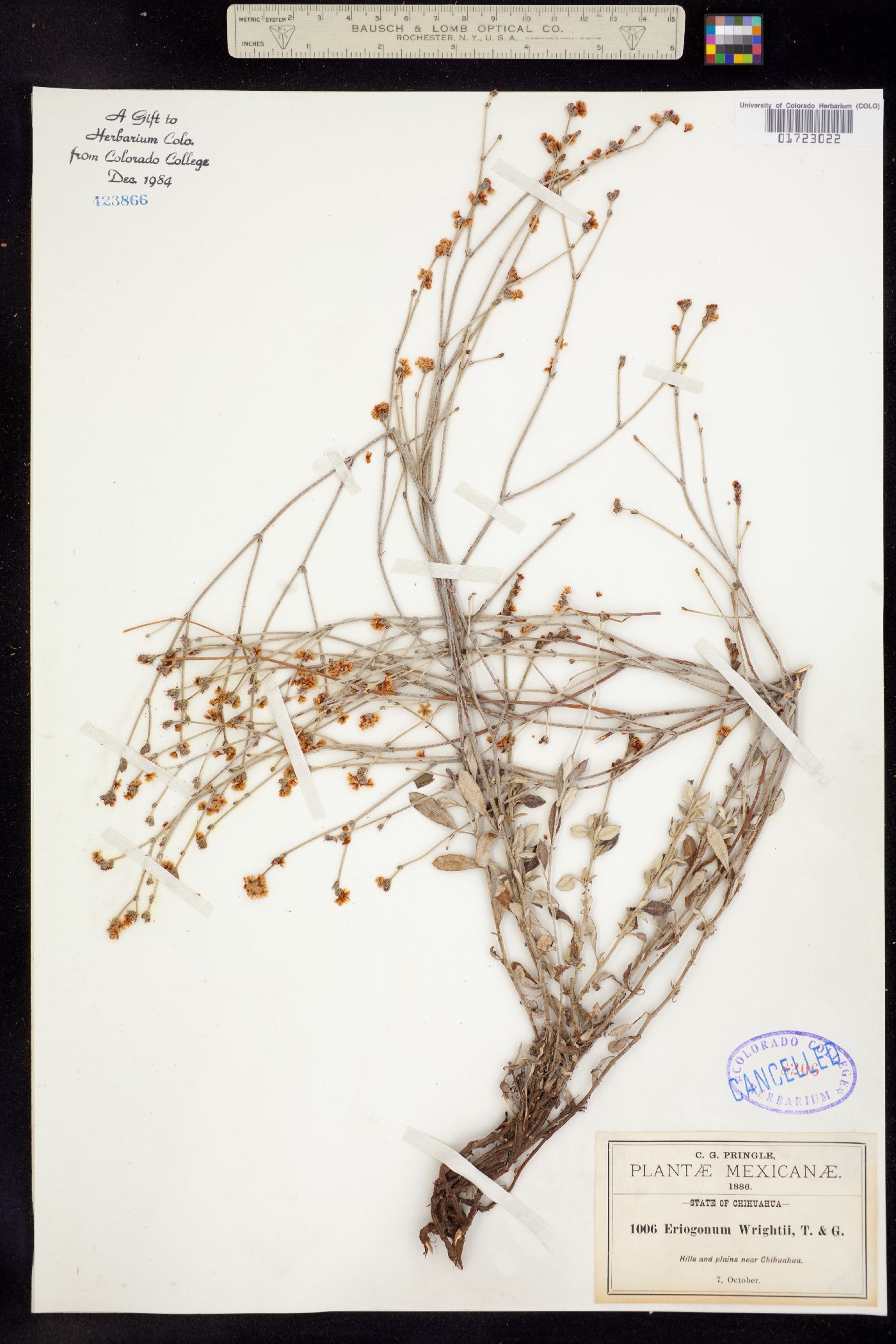 Eriogonum wrightii image