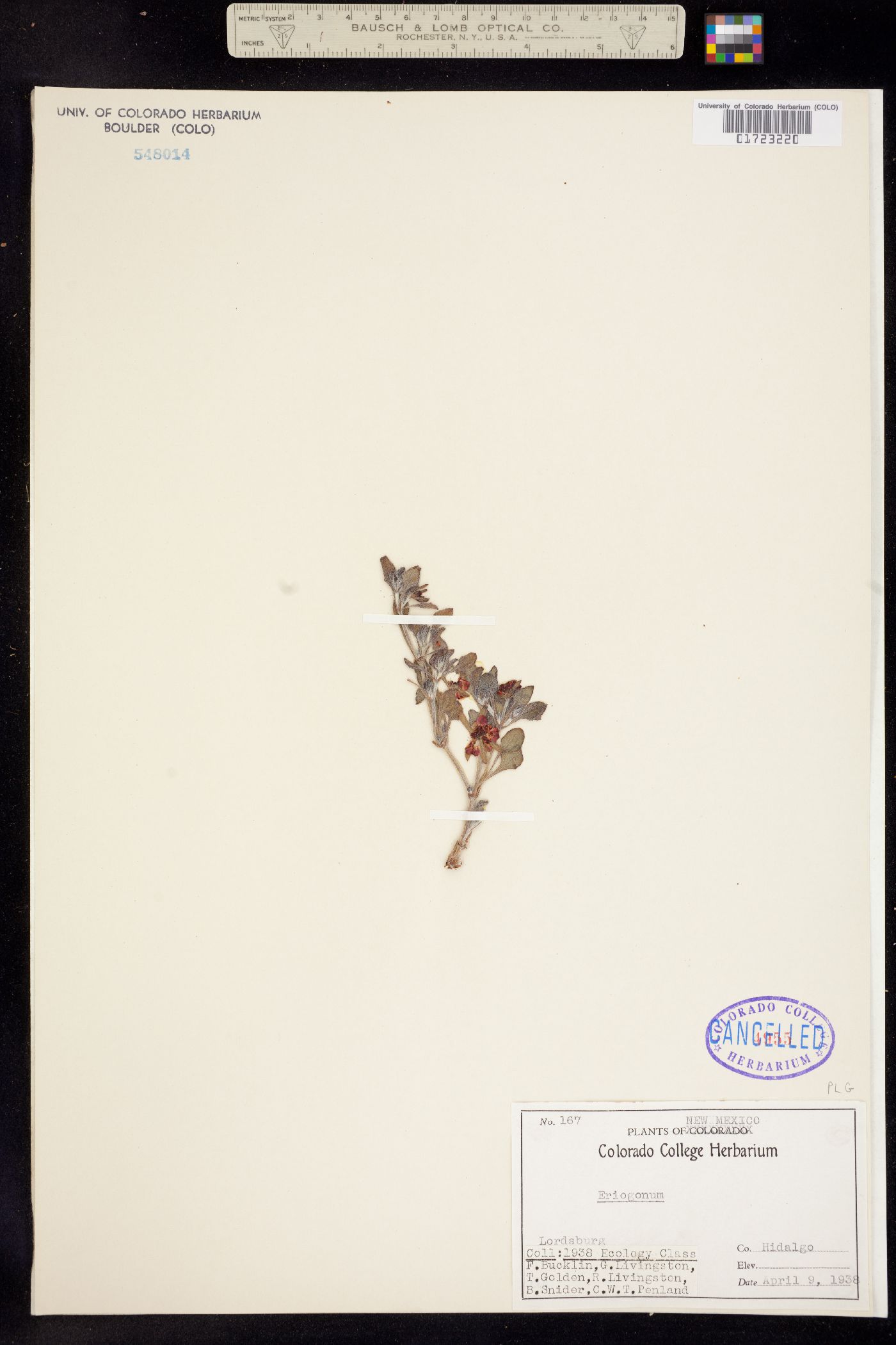 Eriogonum abertianum image