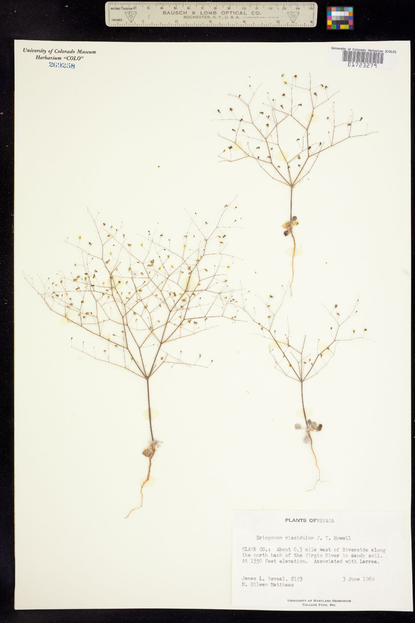 Eriogonum viscidulum image