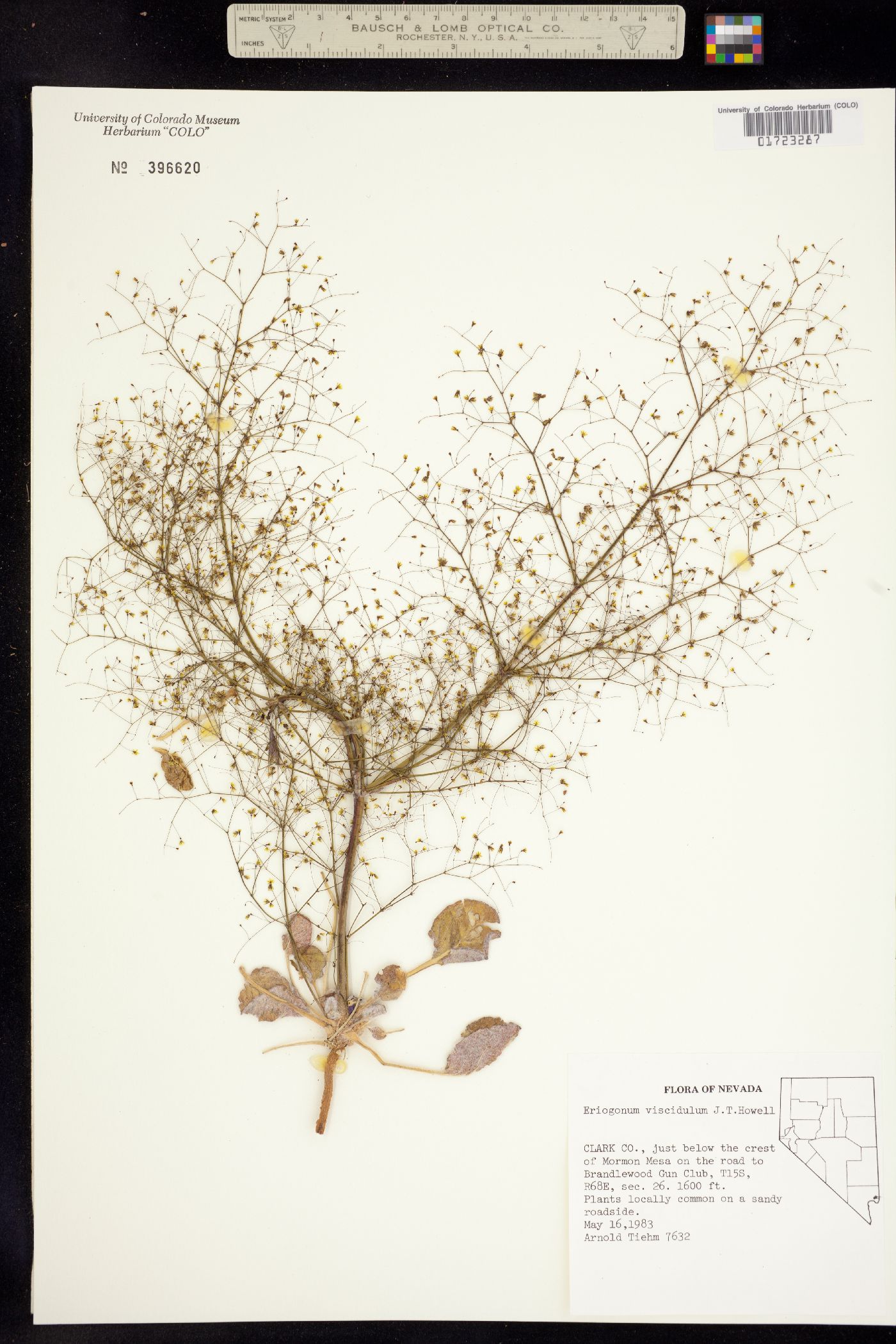 Eriogonum viscidulum image