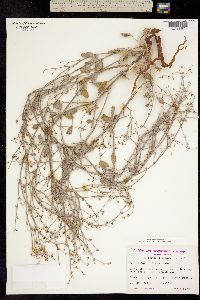 Image of Eriogonum vestitum