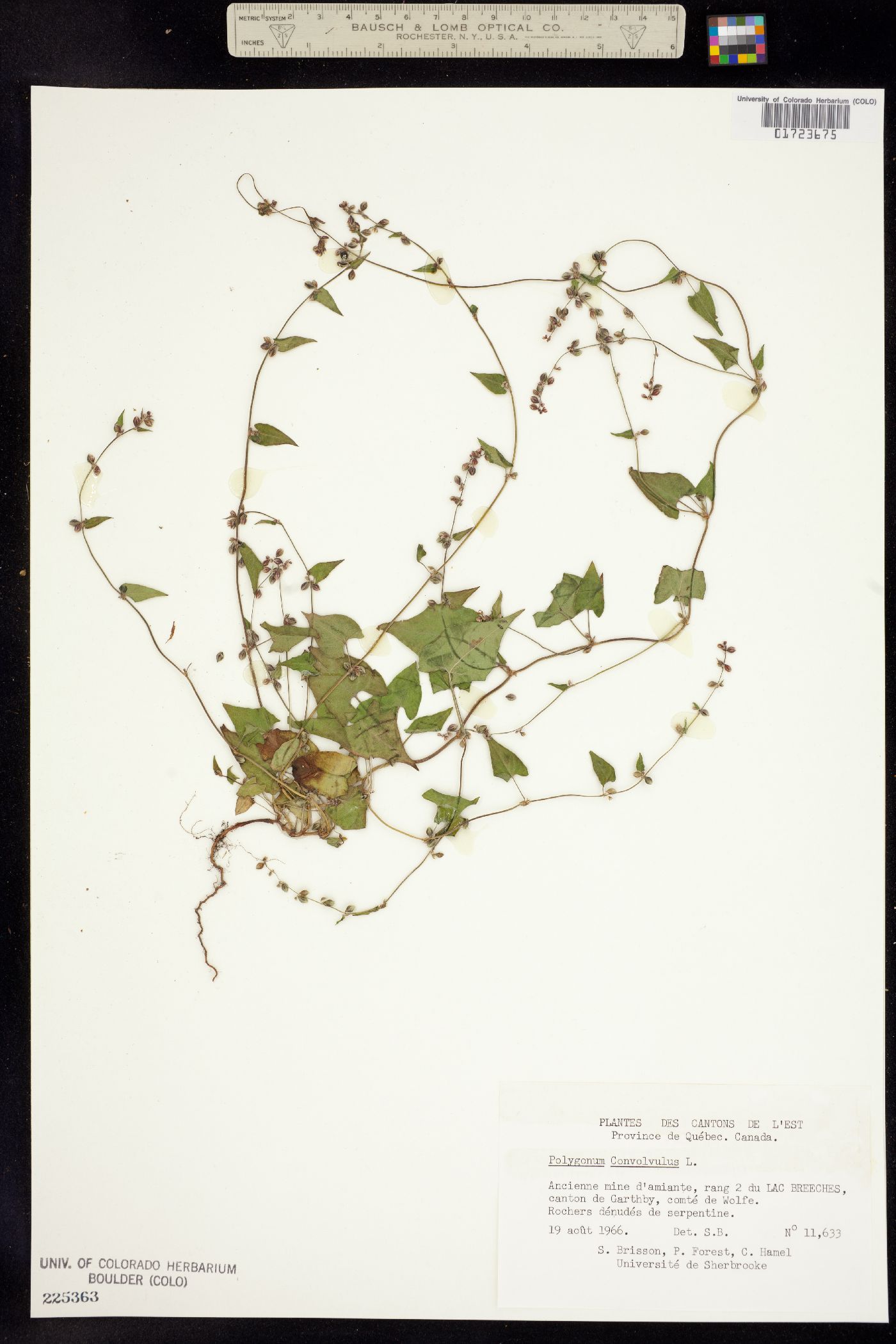 Fallopia image