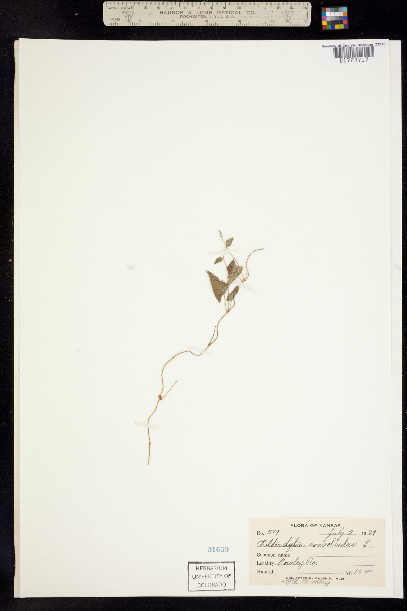 Fallopia convolvulus image