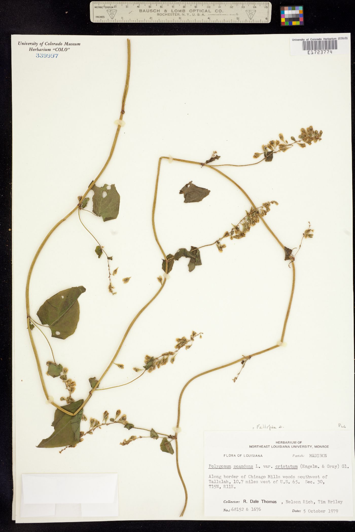 Fallopia scandens image