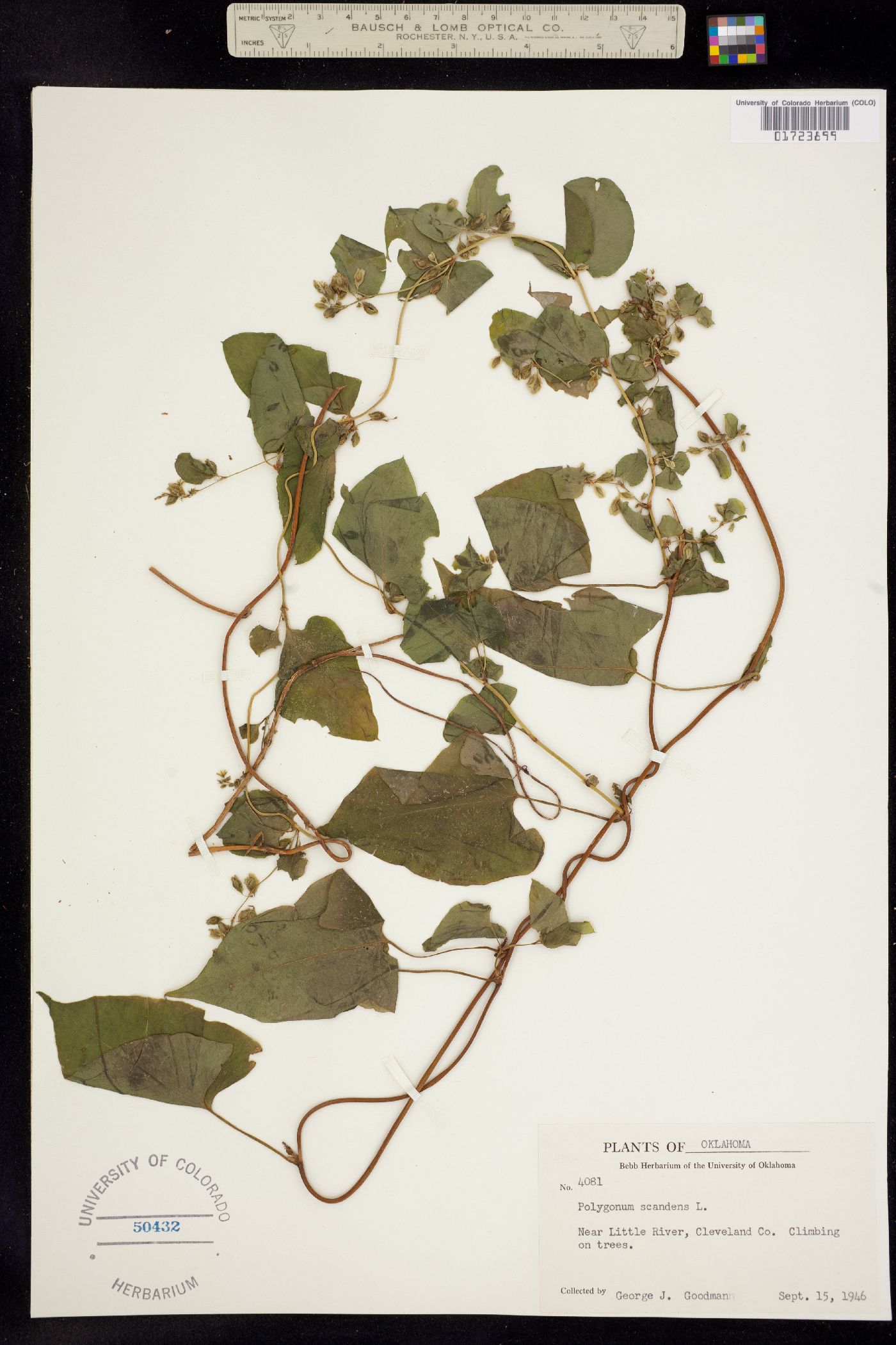 Fallopia scandens image