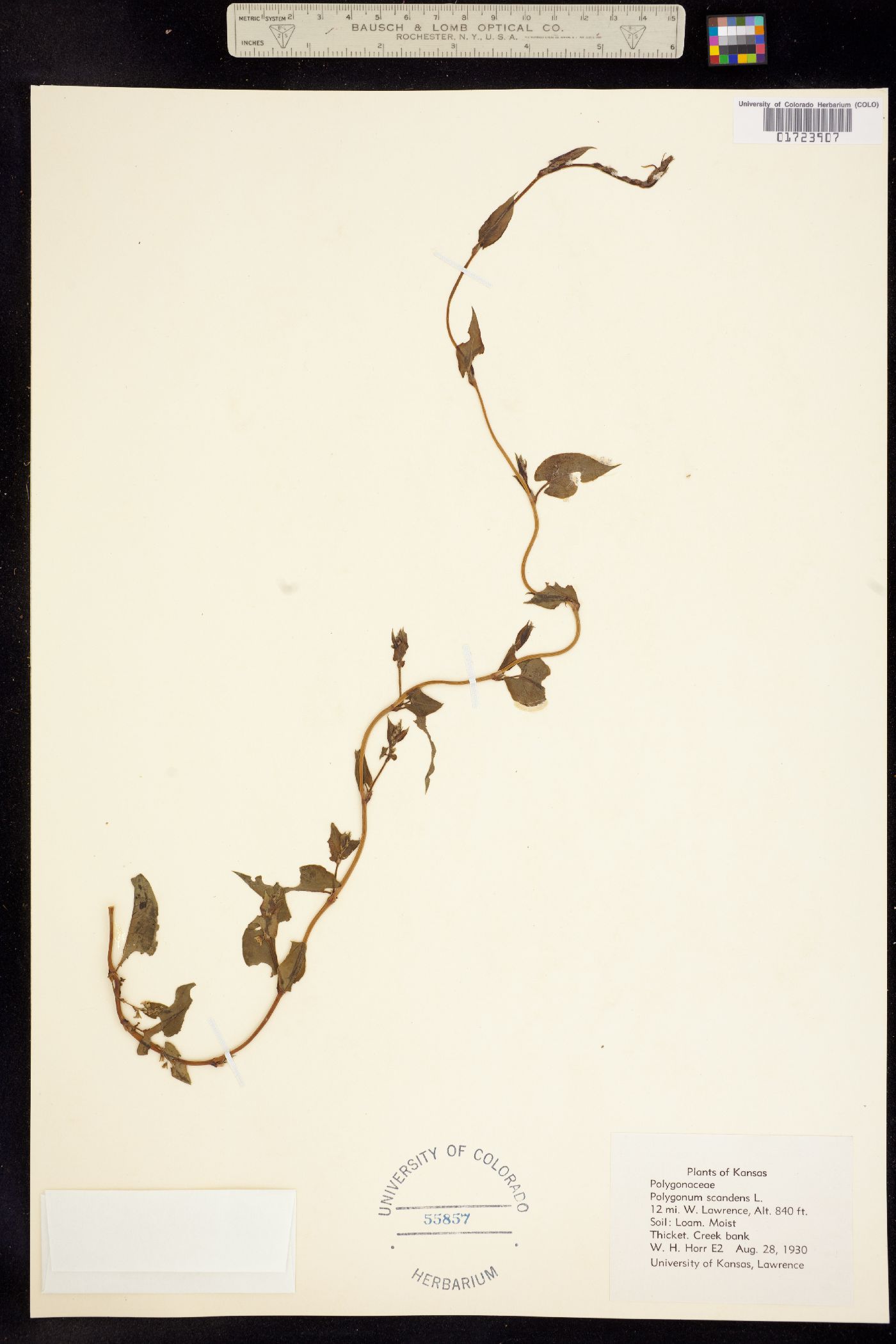 Fallopia scandens image