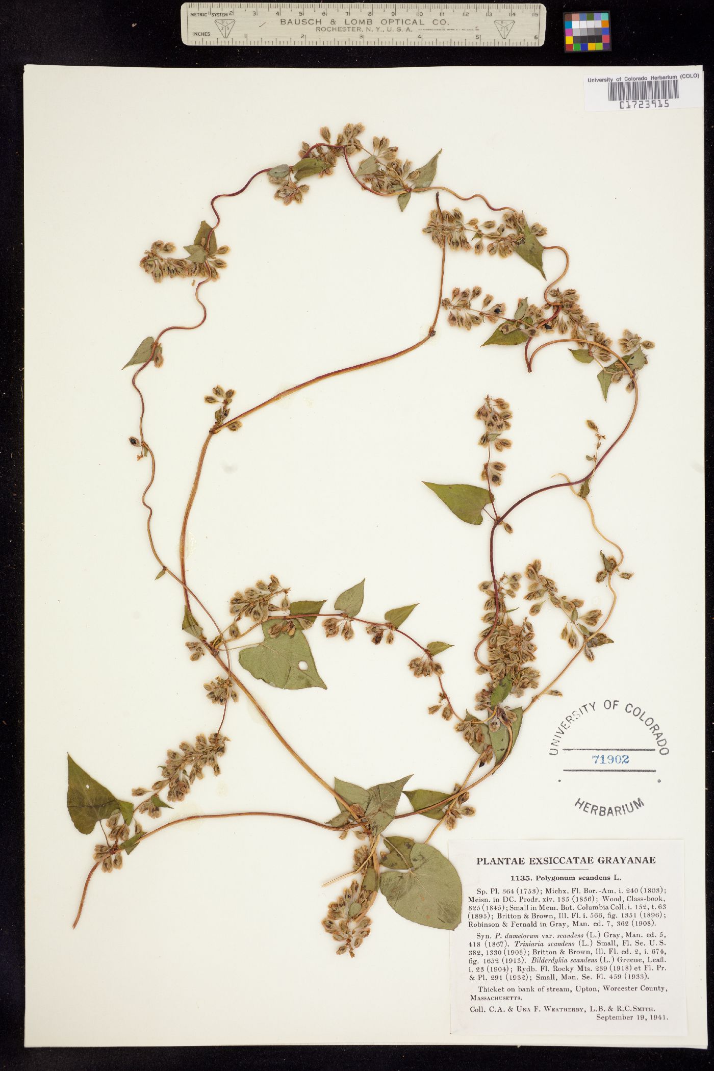 Fallopia scandens image