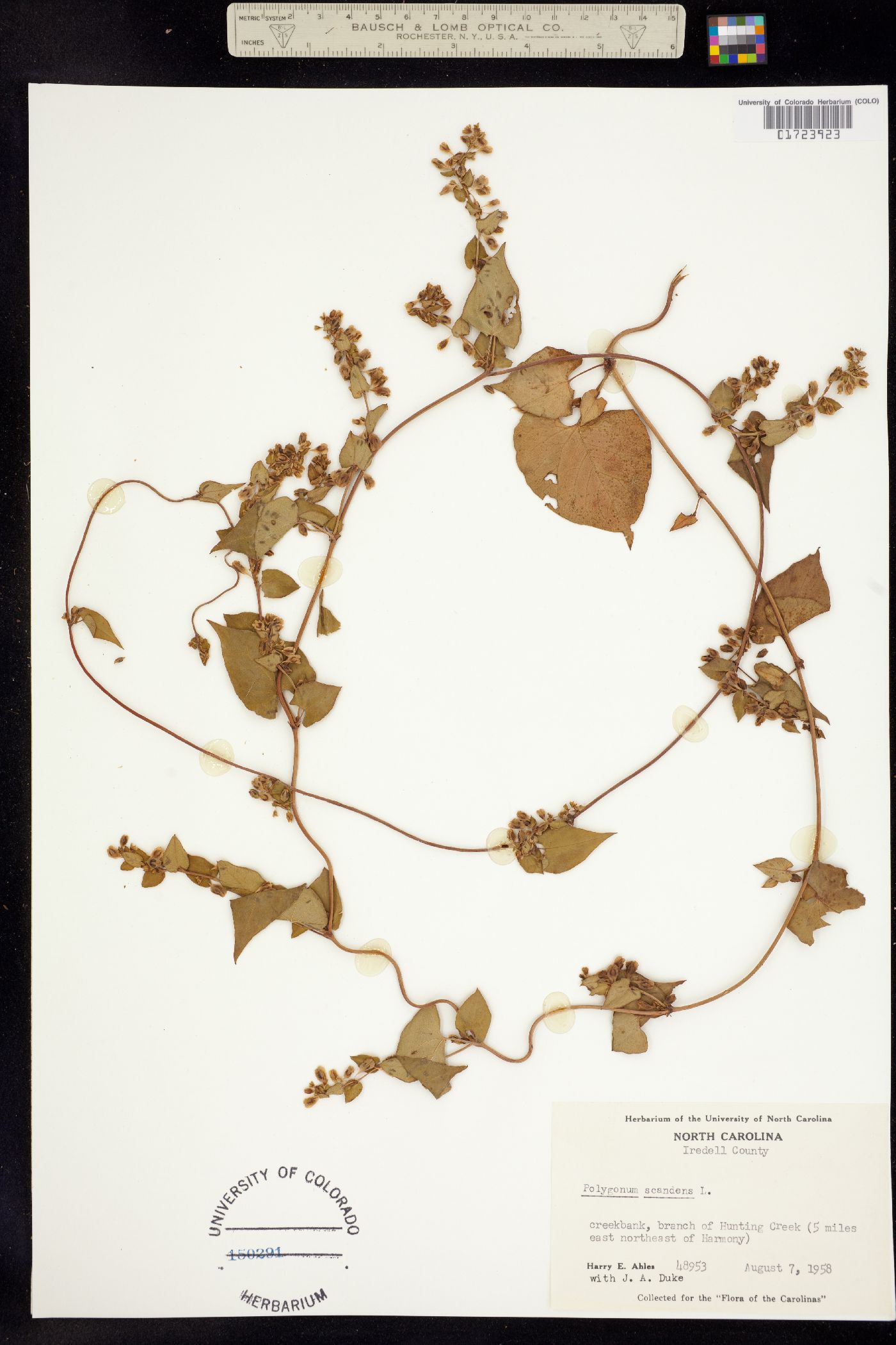 Fallopia scandens image