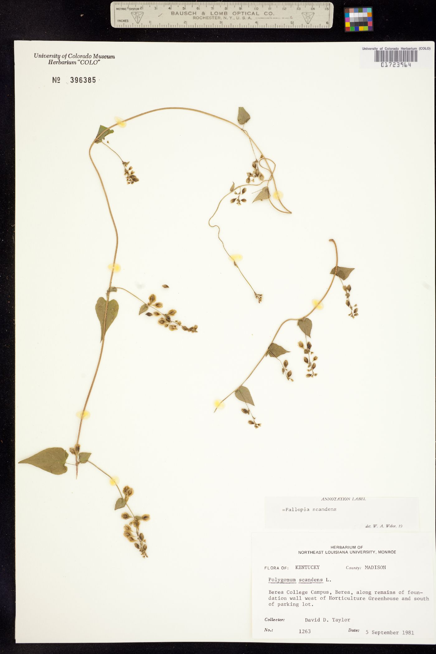 Fallopia scandens image