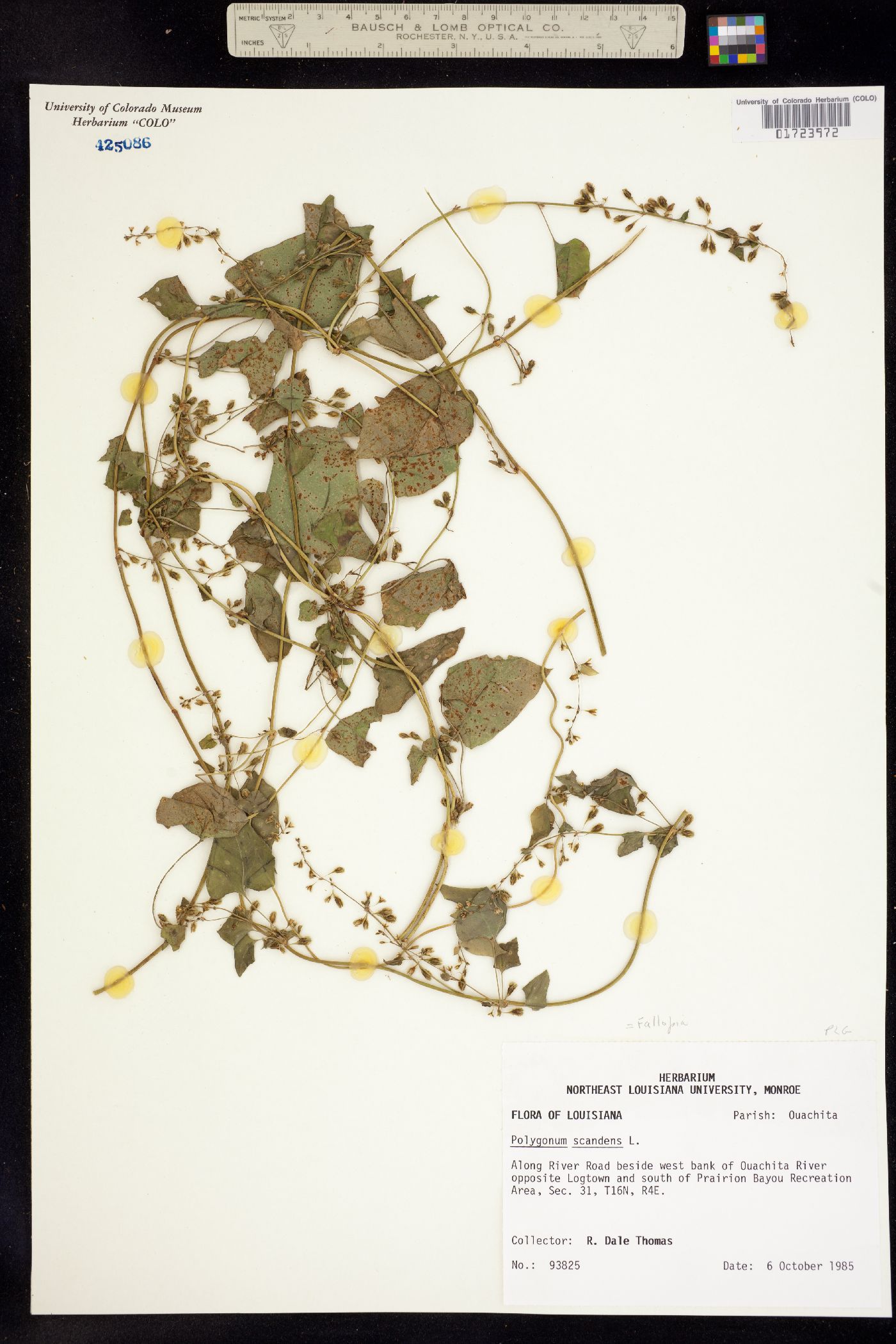 Fallopia scandens image