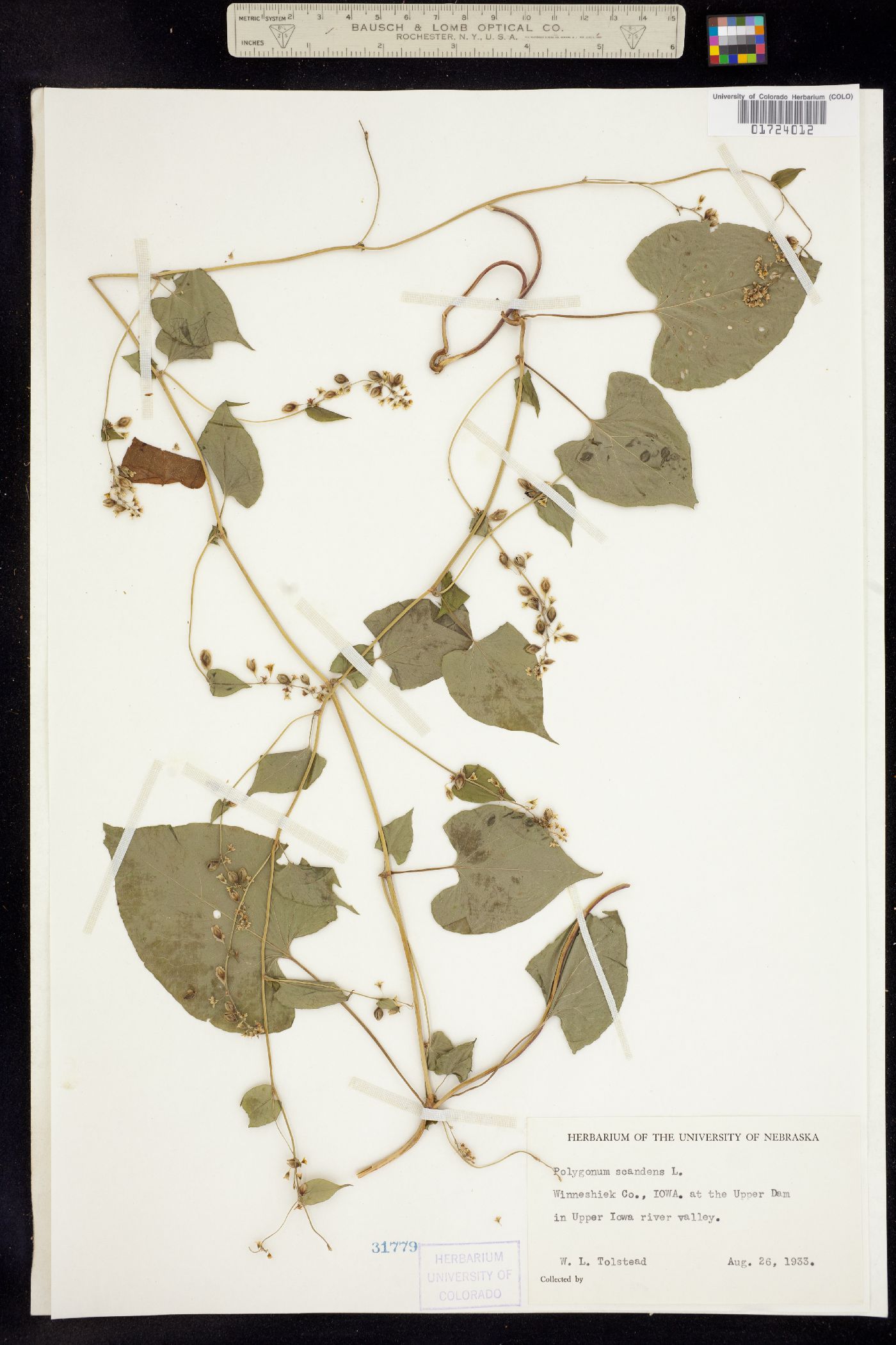 Fallopia scandens image