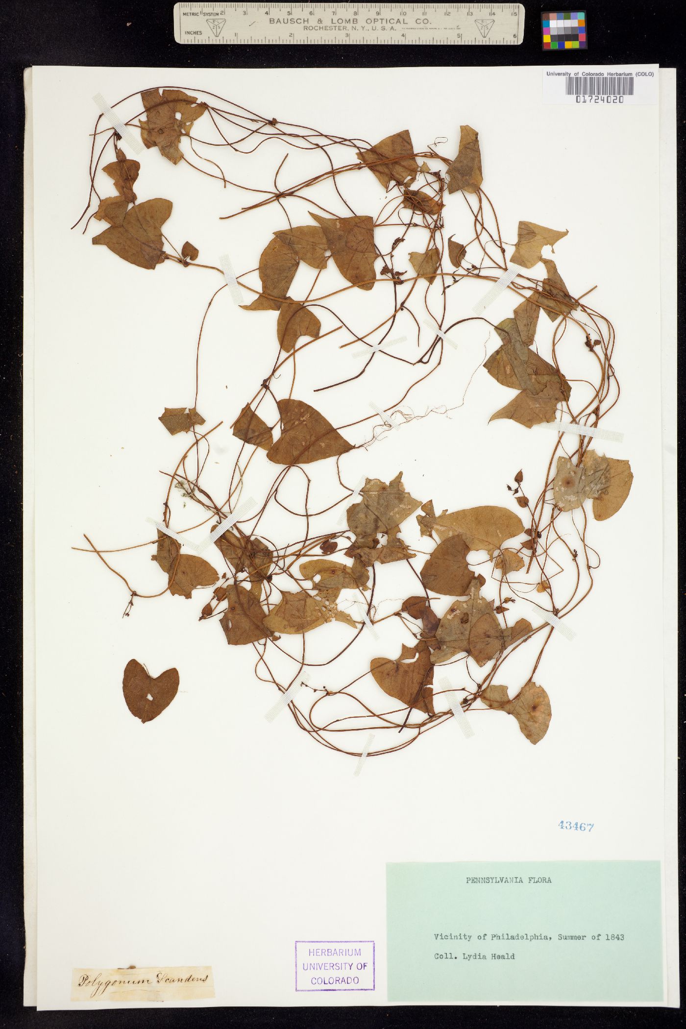 Fallopia scandens image