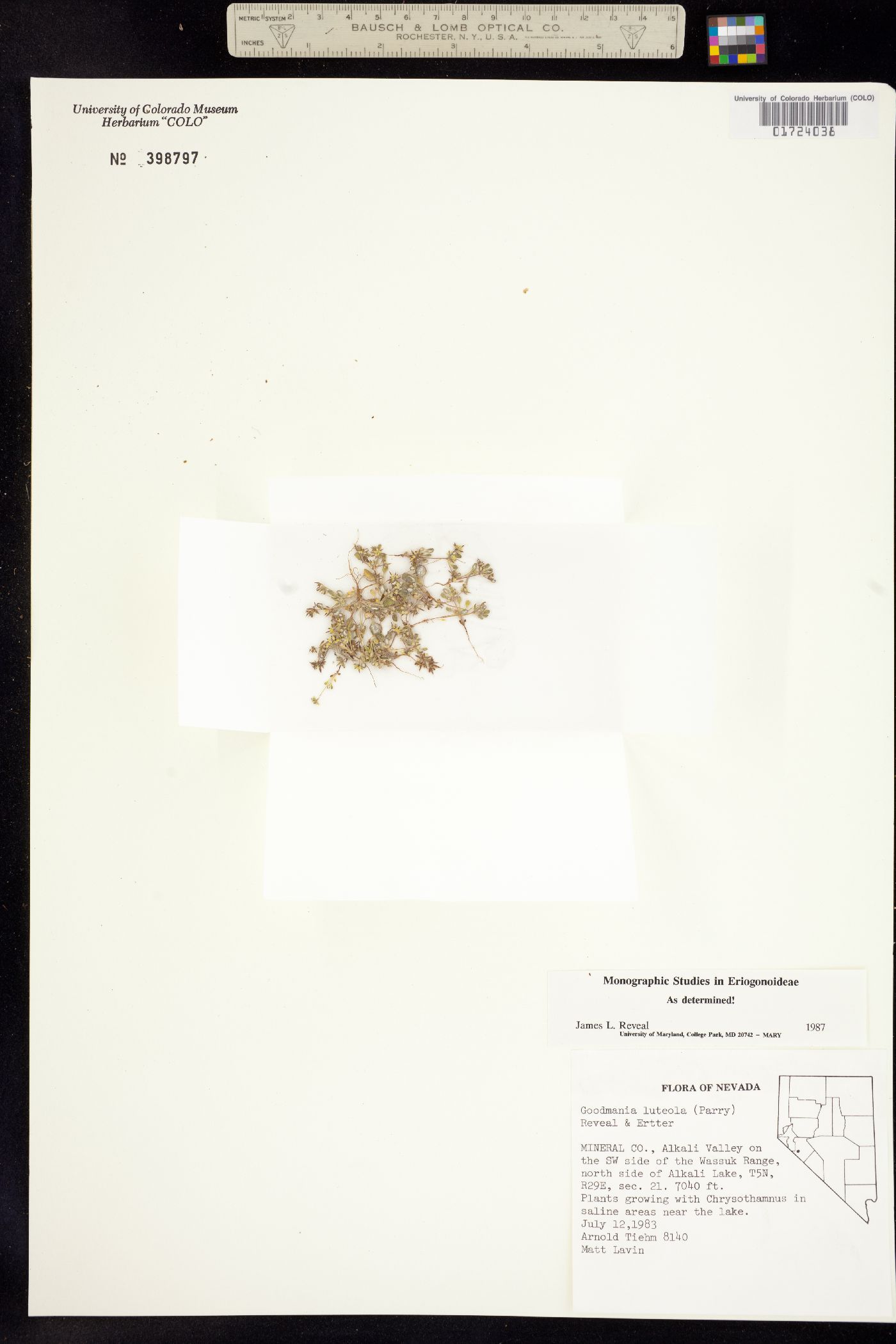 Goodmania luteola image