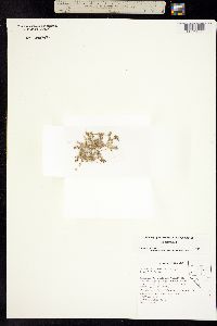 Goodmania luteola image