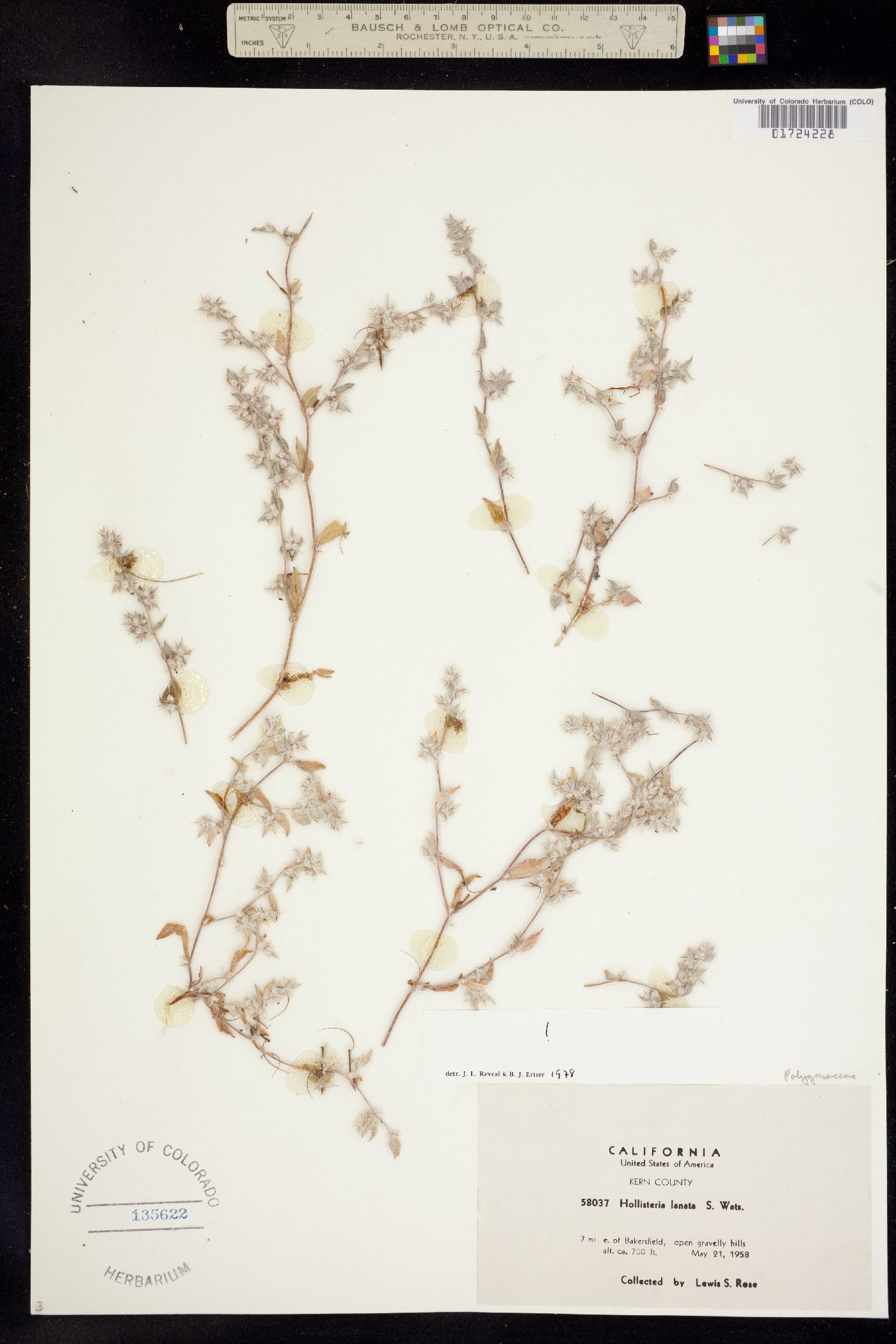 Hollisteria lanata image