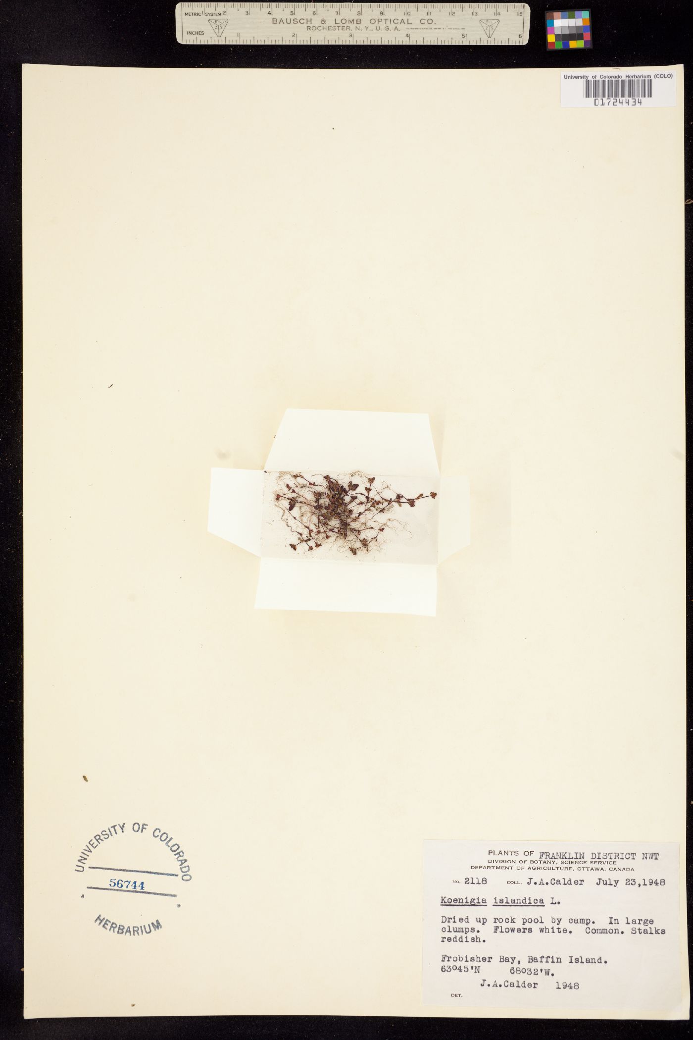 Koenigia islandica image
