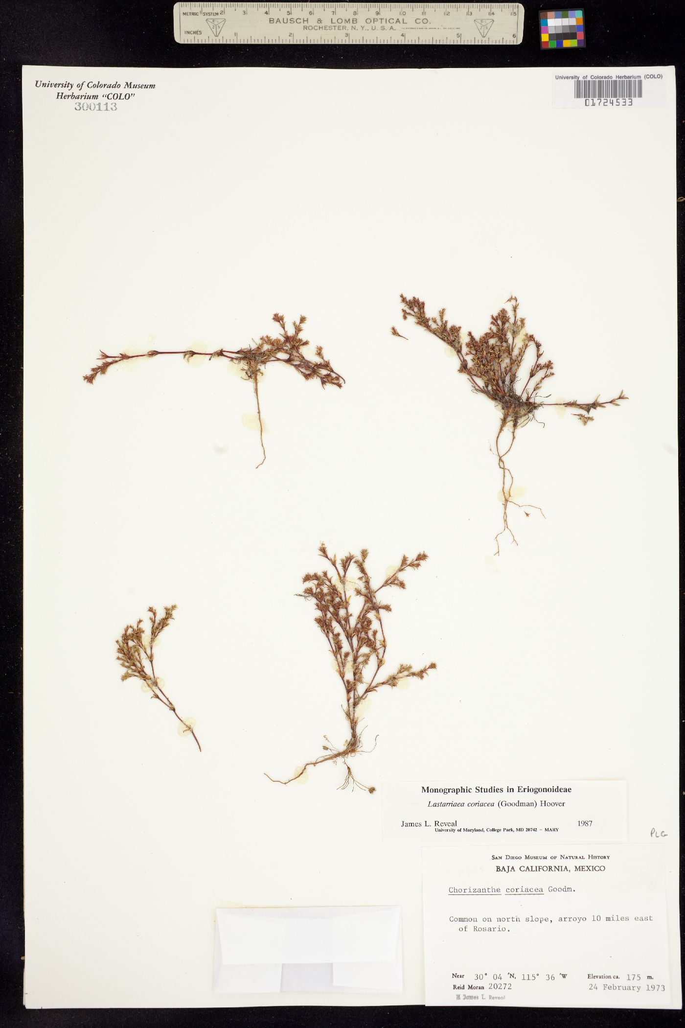 Lastarriaea coriacea image