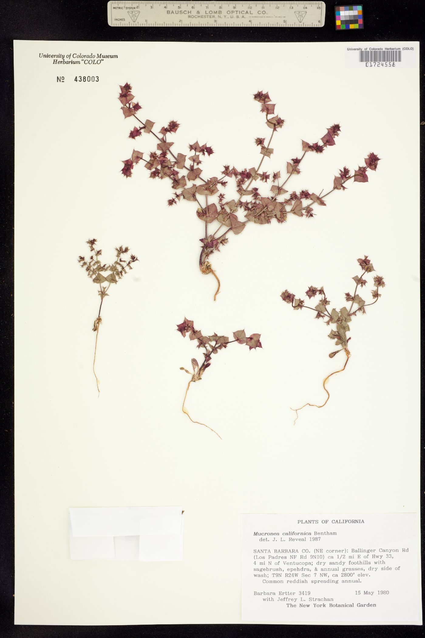 Mucronea californica image