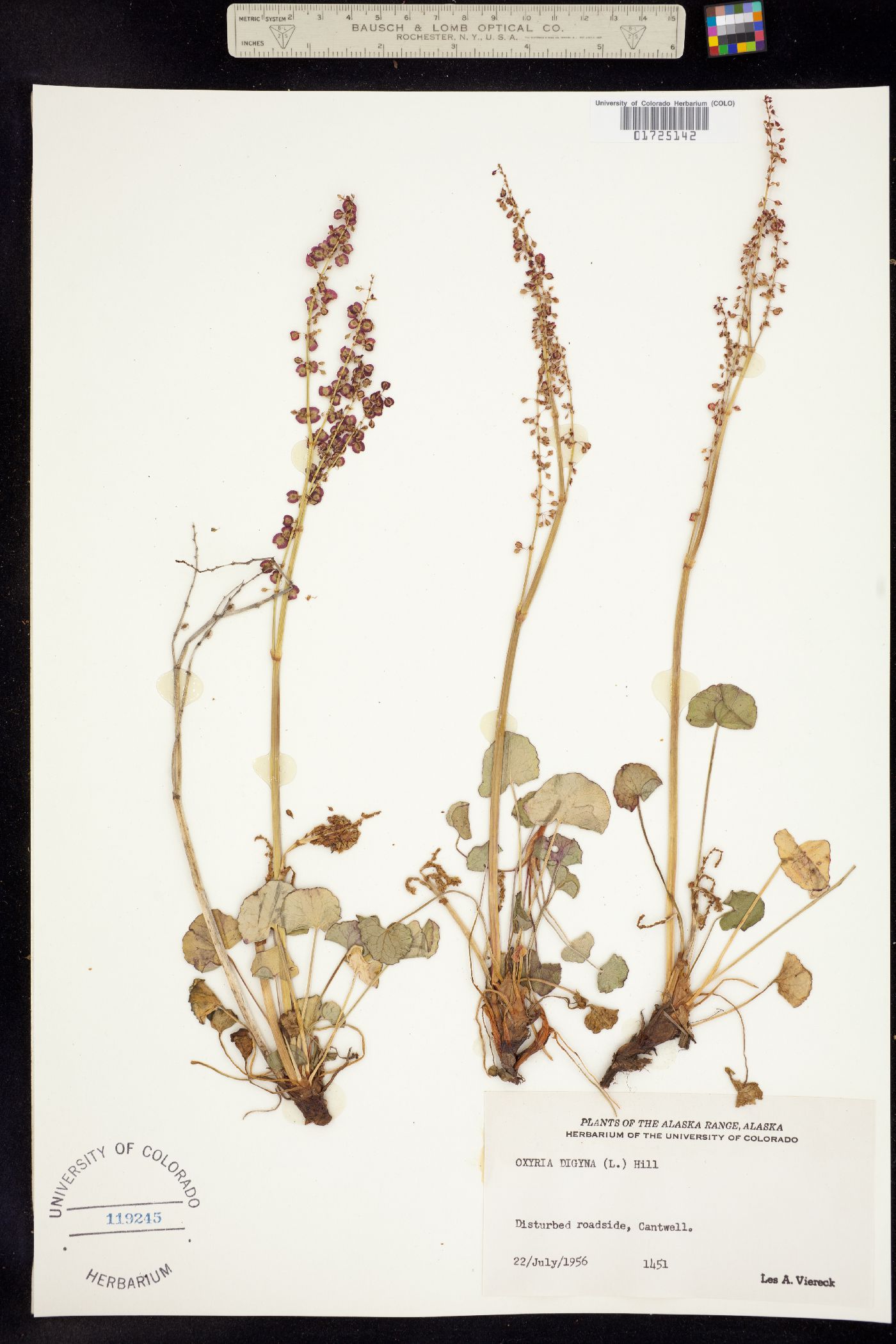 Polygonaceae image