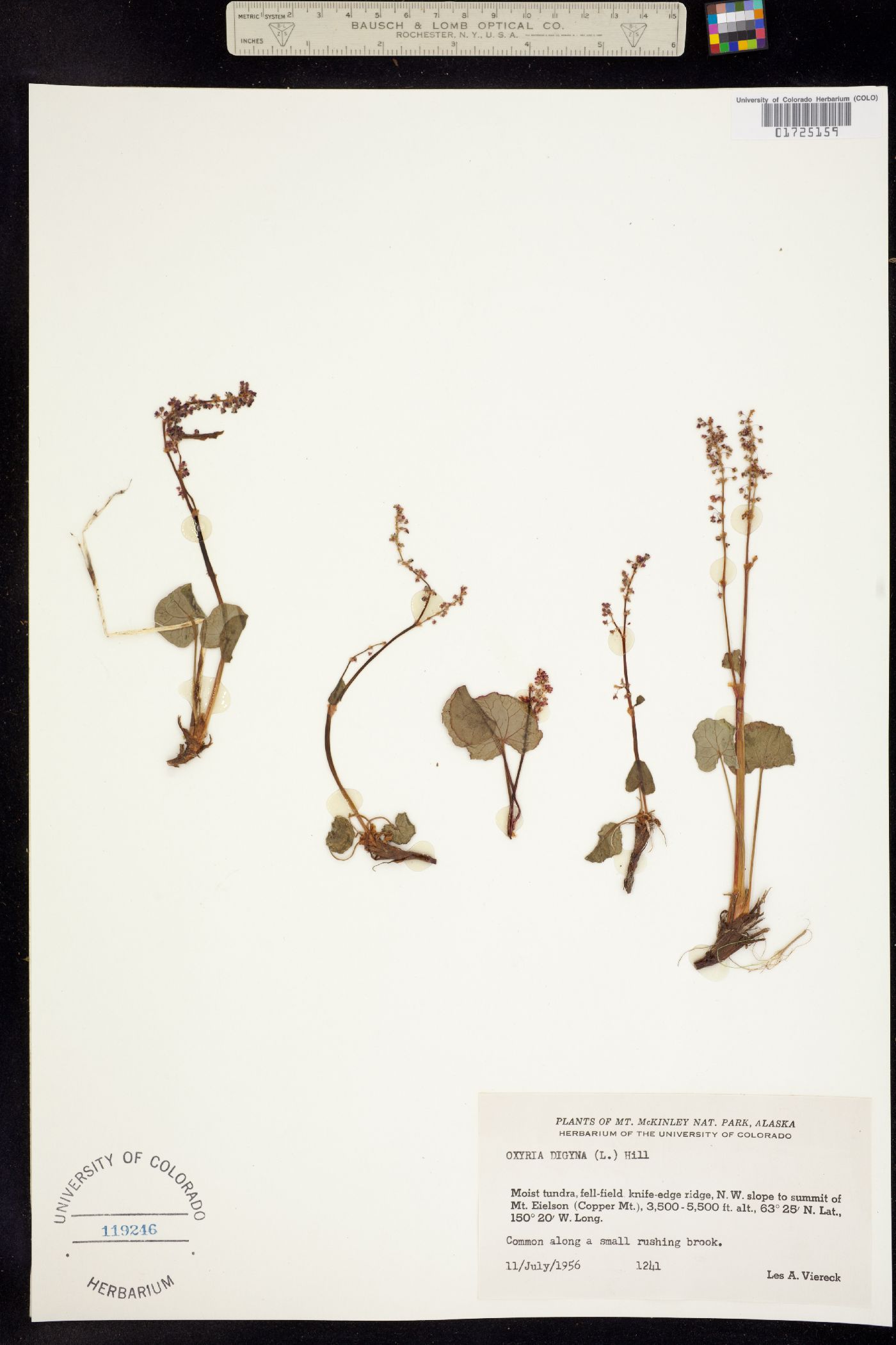 Oxyria digyna image