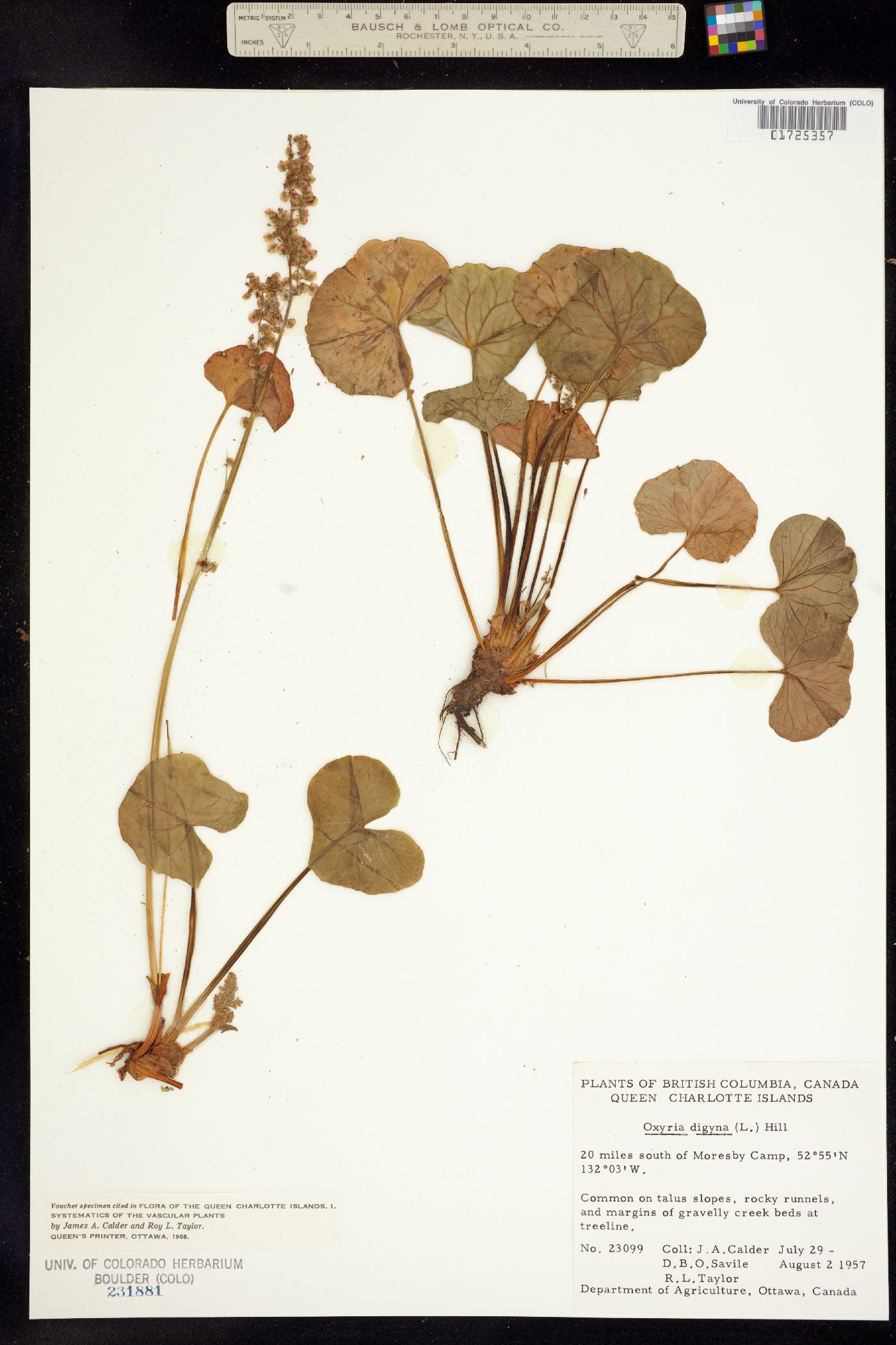 Oxyria digyna image