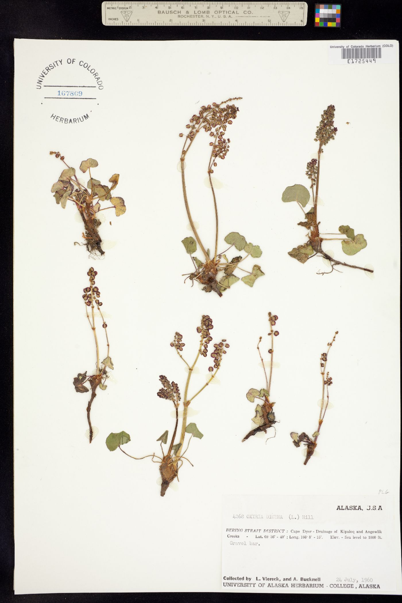 Oxyria image