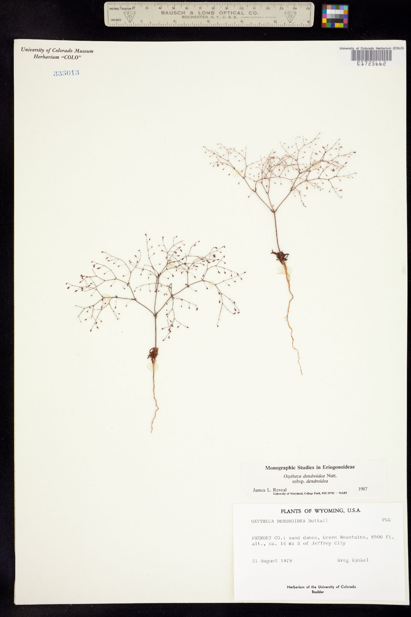 Oxytheca dendroidea ssp. dendroidea image