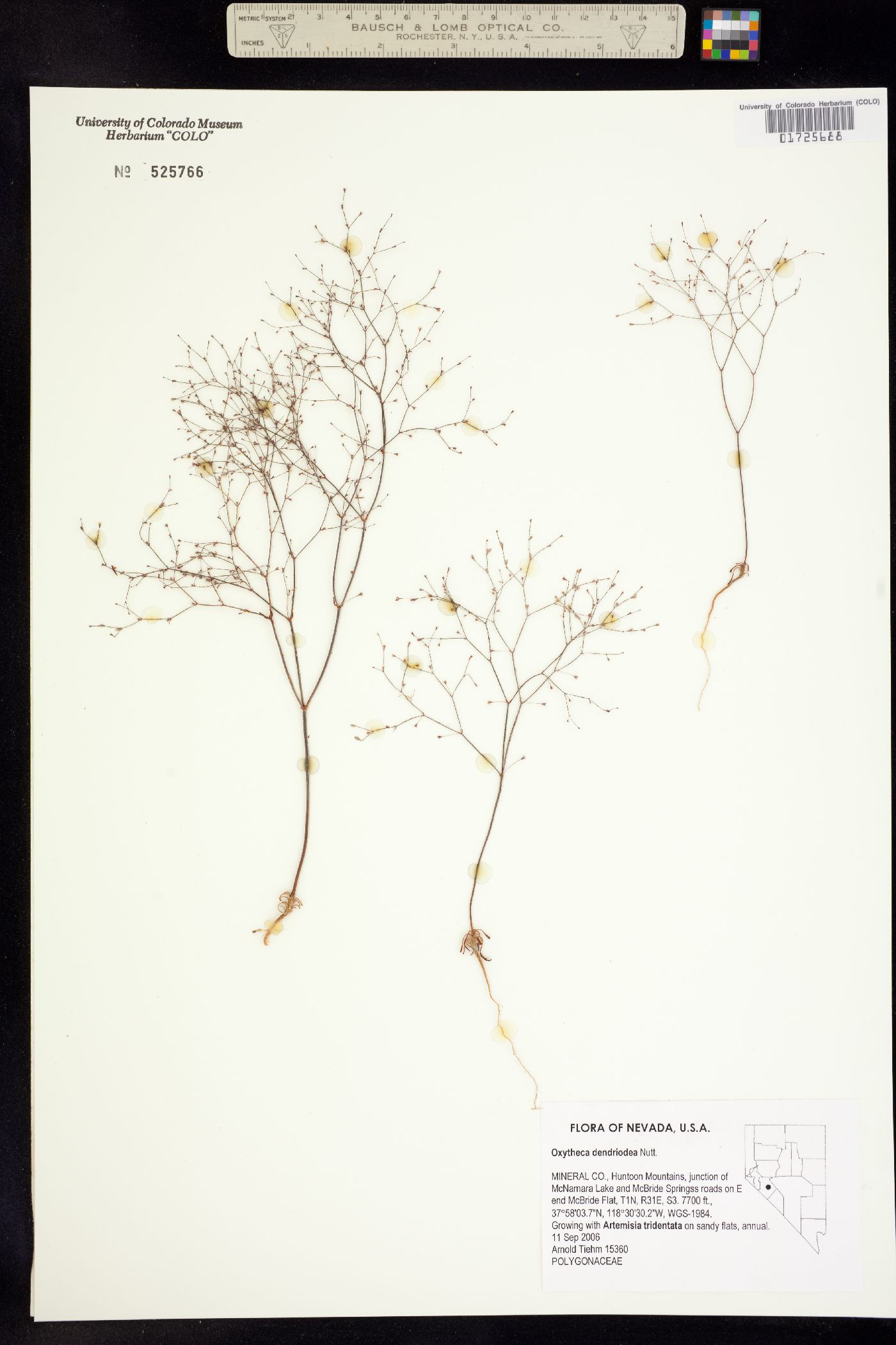 Oxytheca dendroidea image