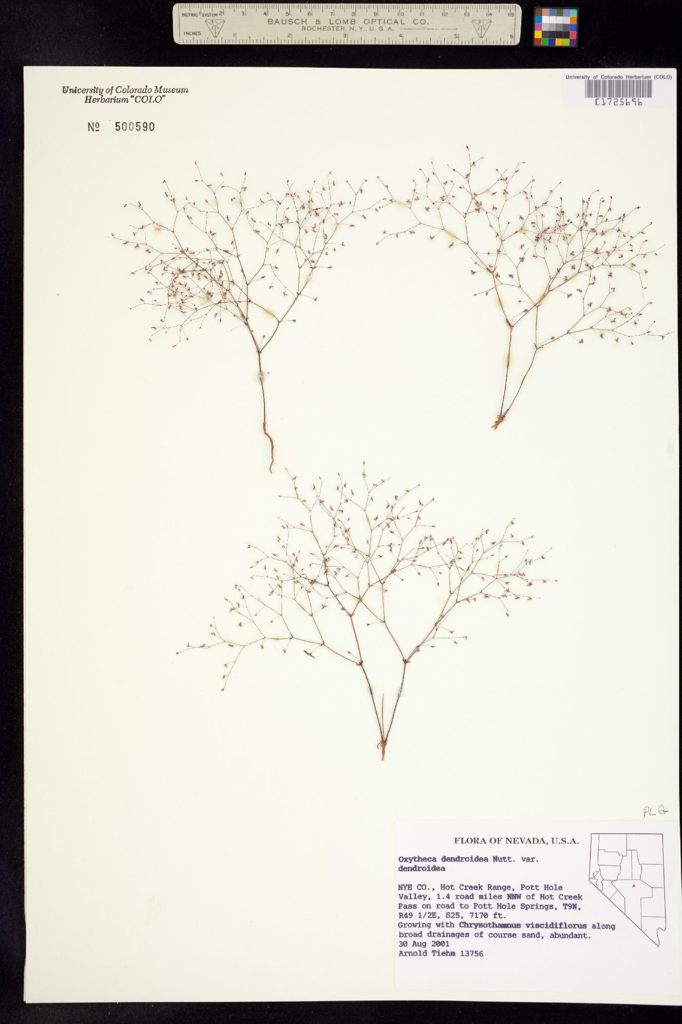 Oxytheca dendroidea image