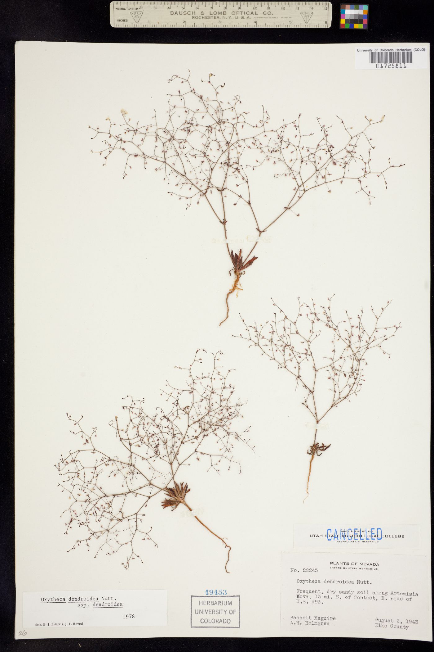 Oxytheca dendroidea image