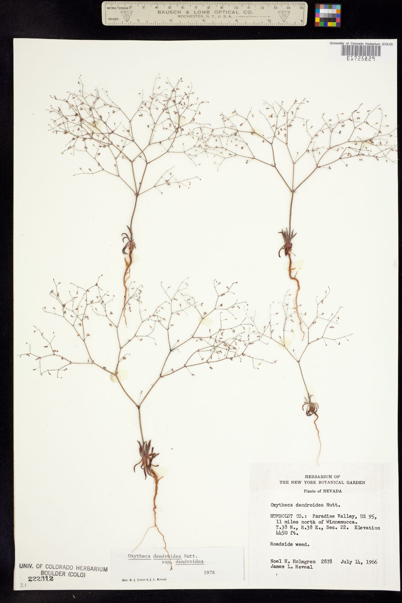 Oxytheca dendroidea image