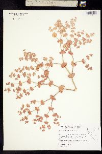 Oxytheca perfoliata image