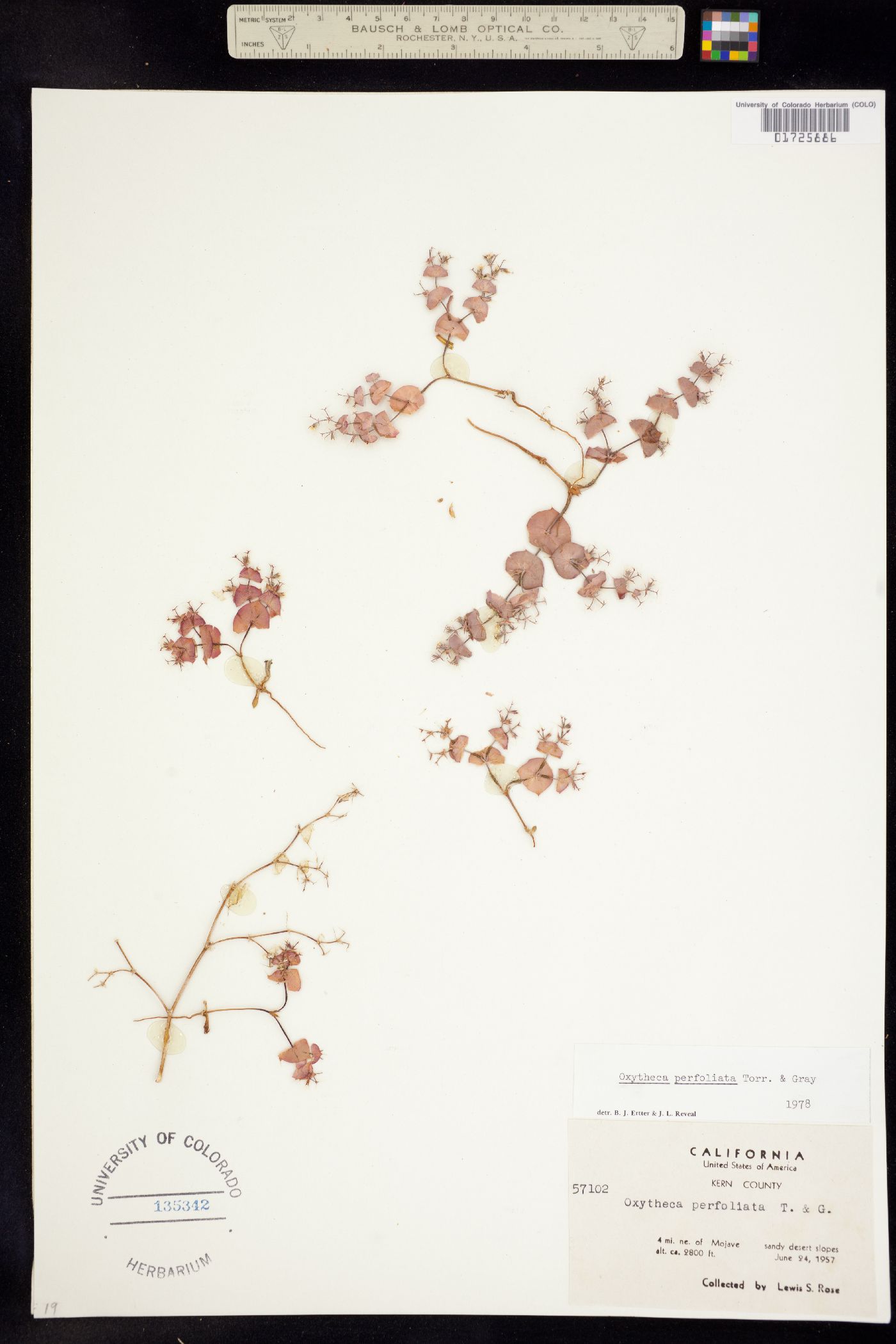 Oxytheca perfoliata image
