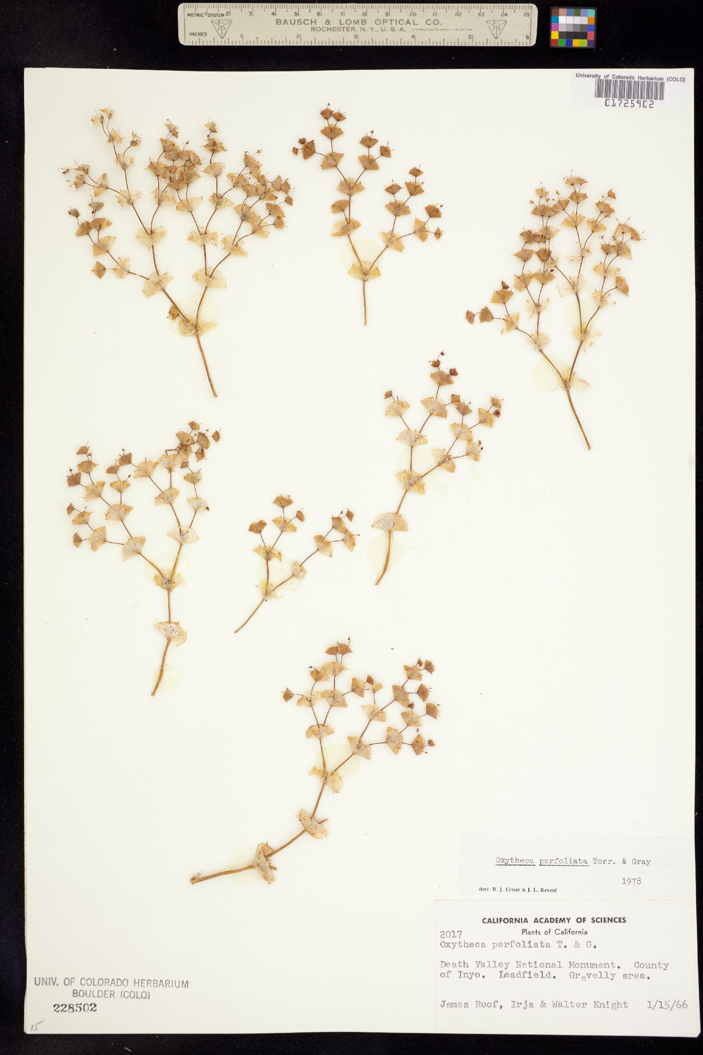 Oxytheca perfoliata image