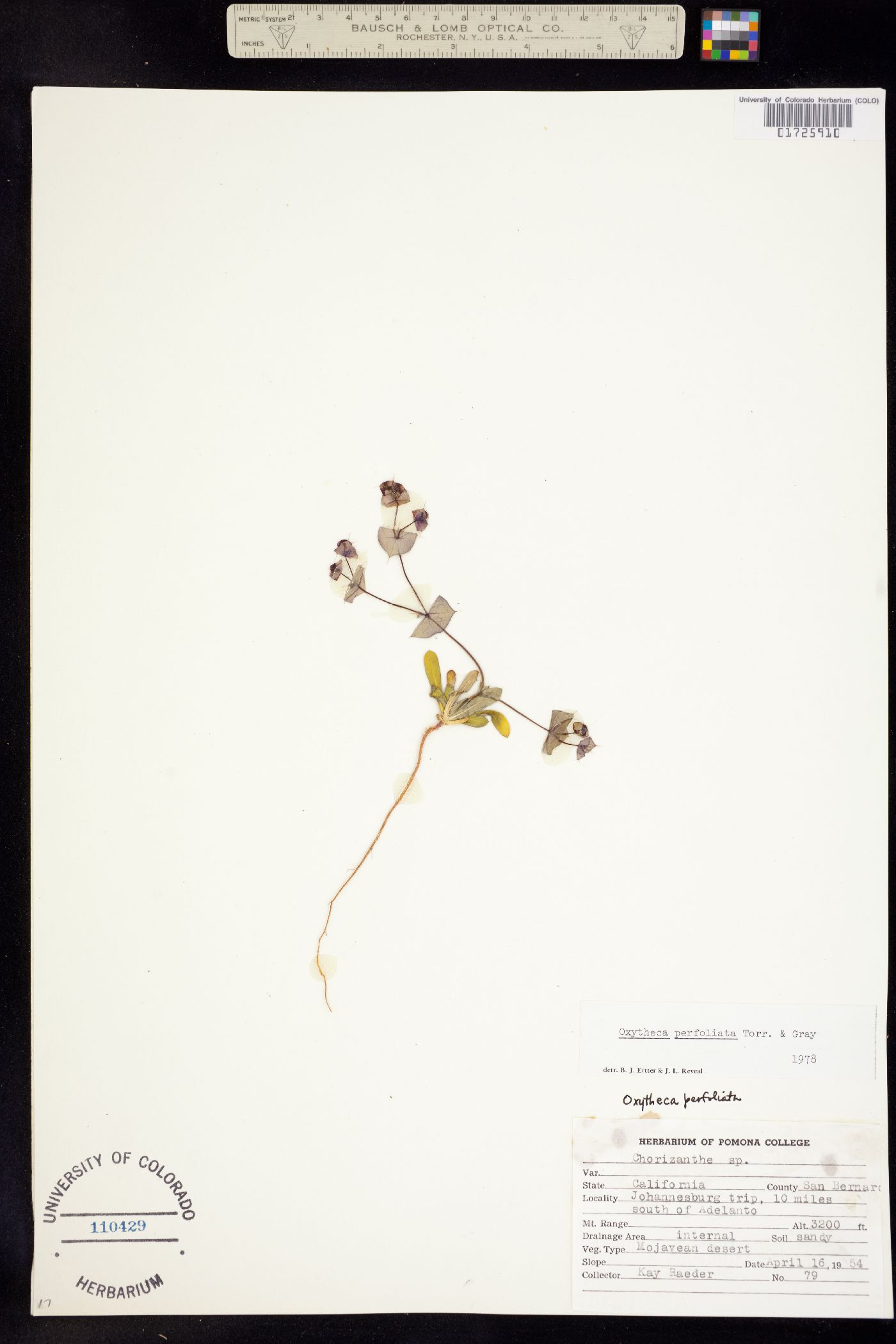 Oxytheca perfoliata image