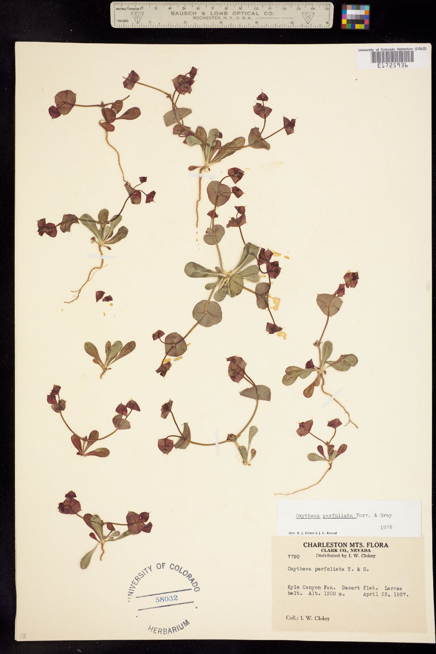 Oxytheca image