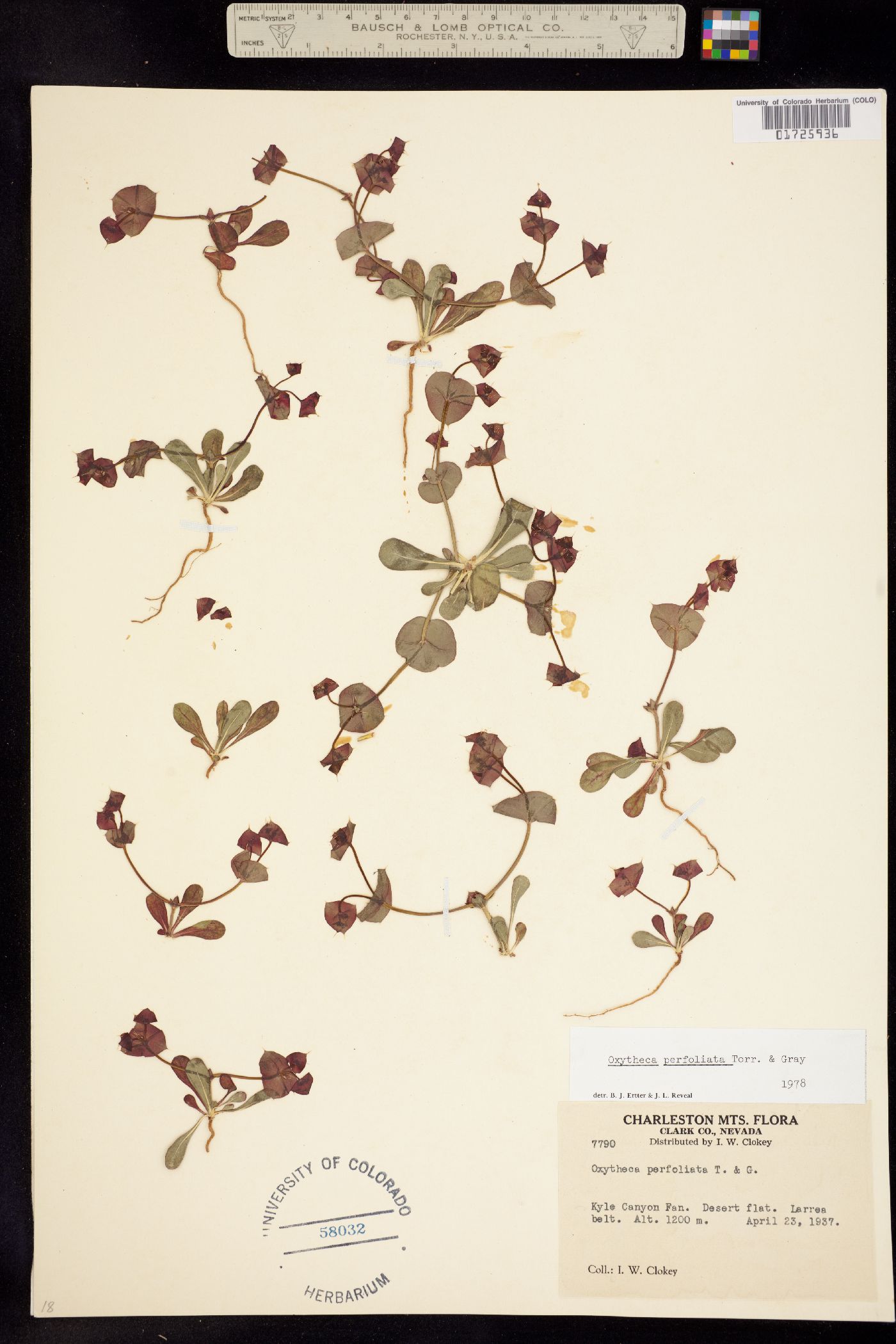 Oxytheca perfoliata image